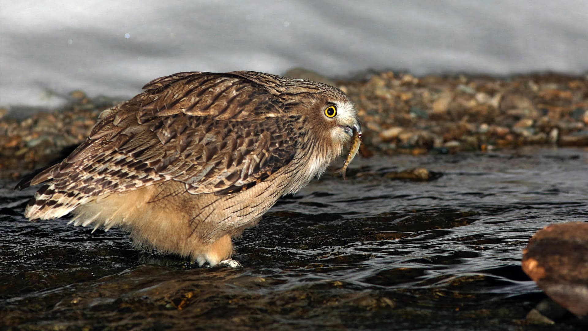 A Blakiston’s fish owl pauses in shallow river water with its fresh kill, a young masu salmon, before swallowing it whole.