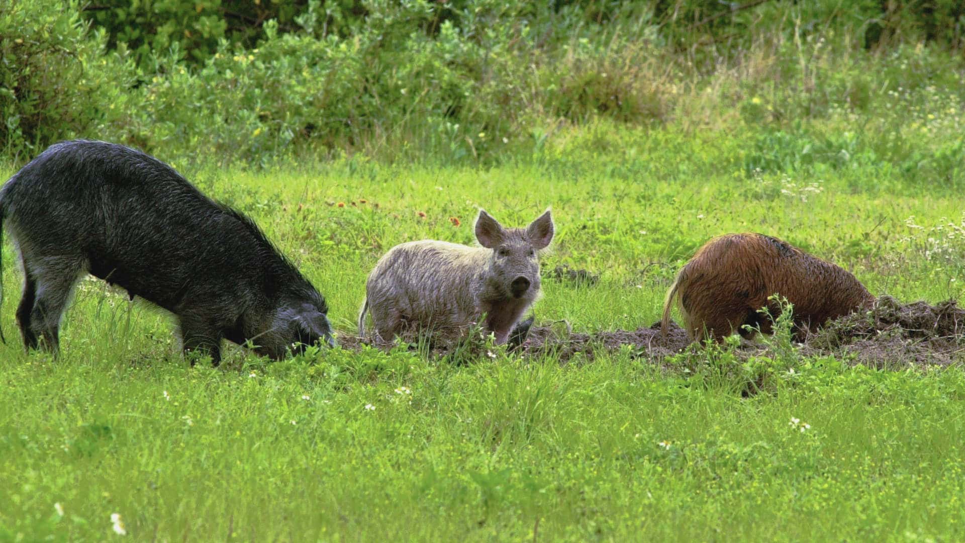 Feral swine, also called wild pigs, destroy native plants, animals, and precious habitats.