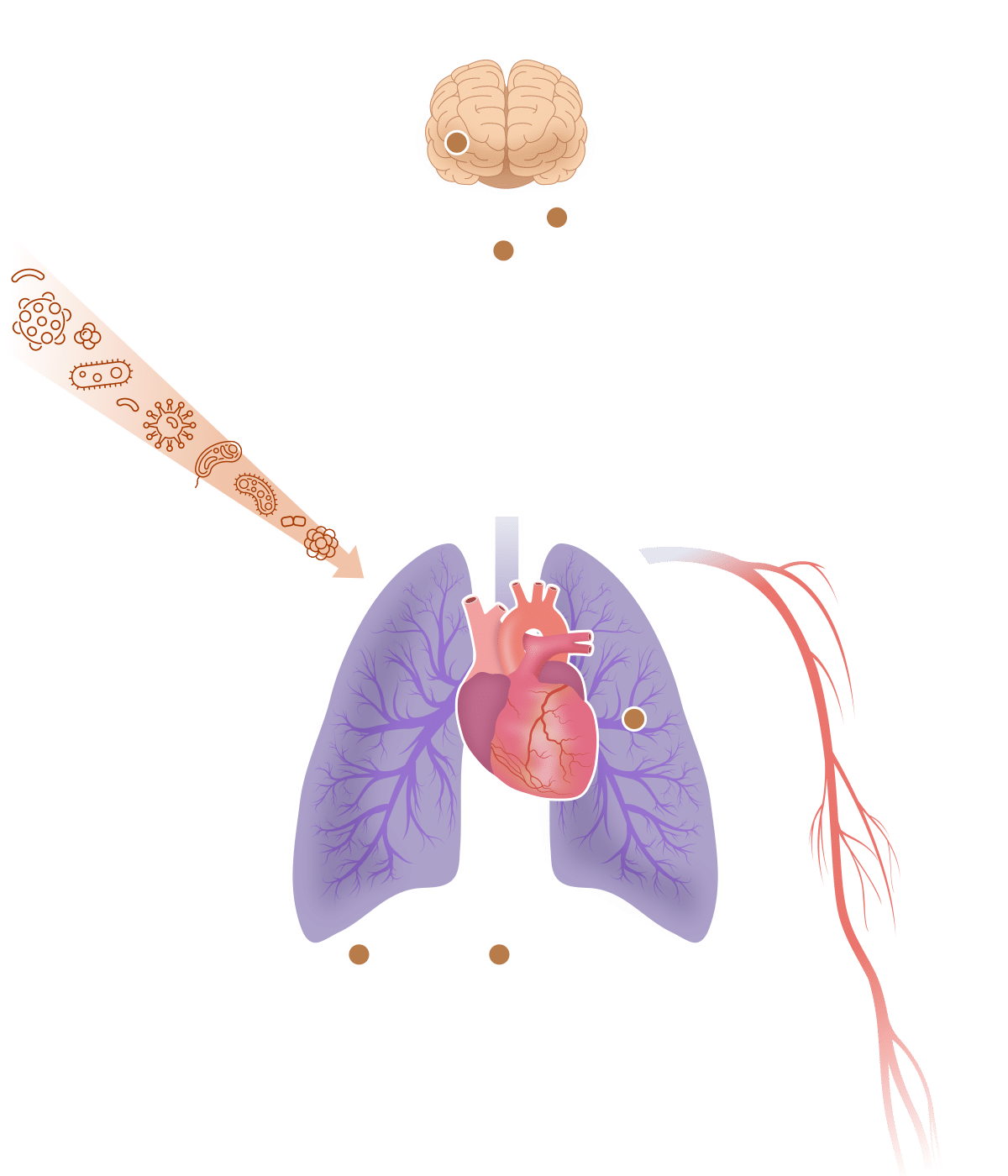 How Covid Affects the Body interactive graphic - Normal organs