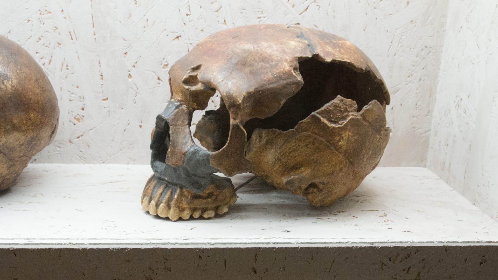 Replica of a fossilized neanderthal skull from Le Moustier, an archaeological site in France.