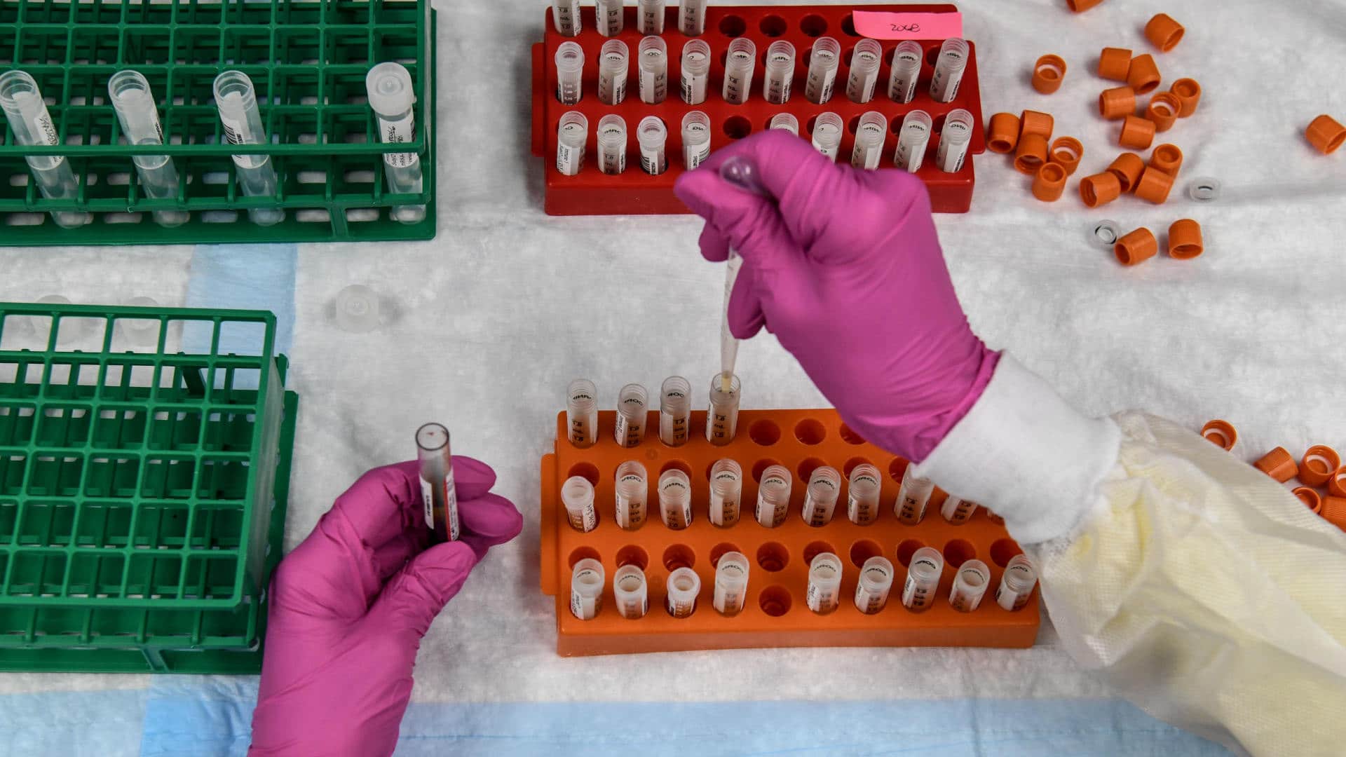 A lab technician sorts blood samples for Covid-19 vaccination study.