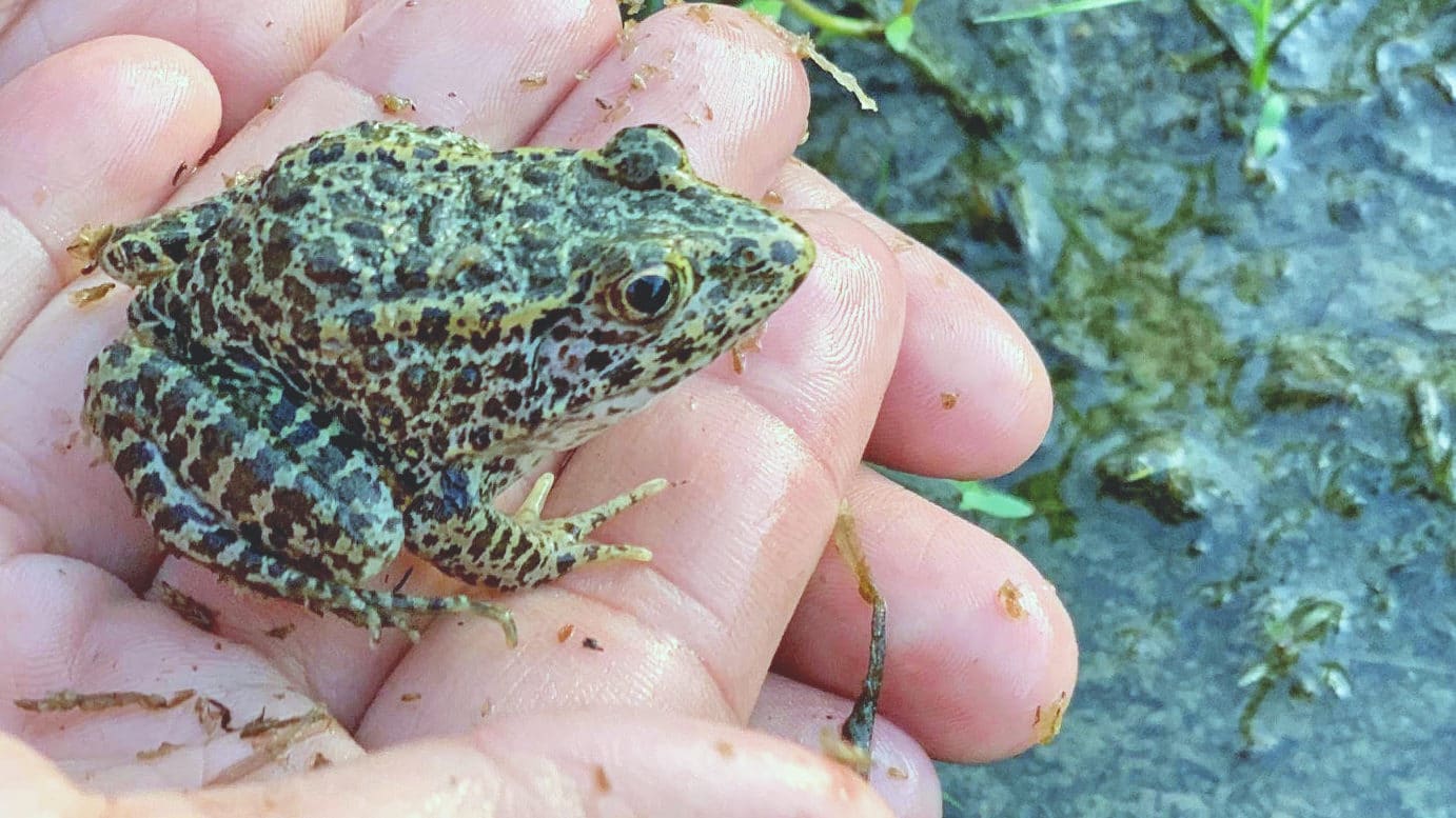 A Memphis Zoo conservation initiative releases young zoo-bred dusky gopher frogs into ephemeral ponds in Mississippi.