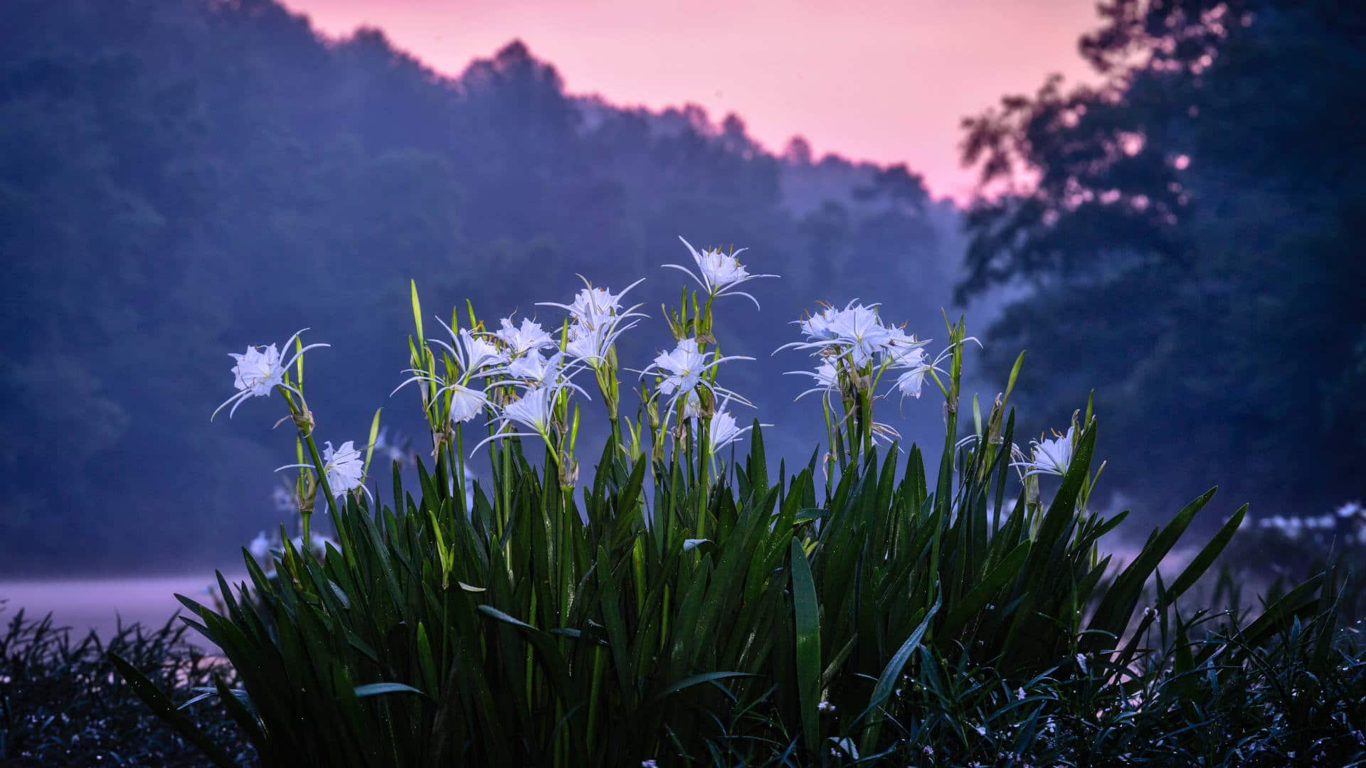 Cahaba Lilies flourish on the shores of the Cahaba River, which is a part of the Mobile River Basin. This branching network of rivers and creeks drains most of Alabama into Mobile Bay.