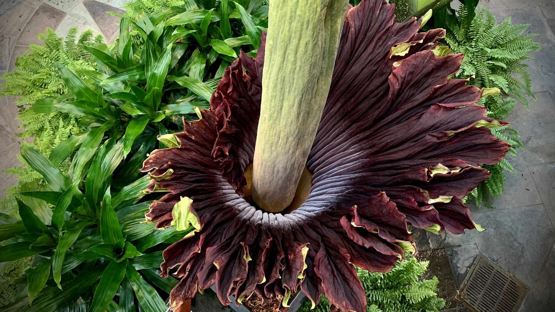 Flower of the Corpse (Amorphophallus titanum)