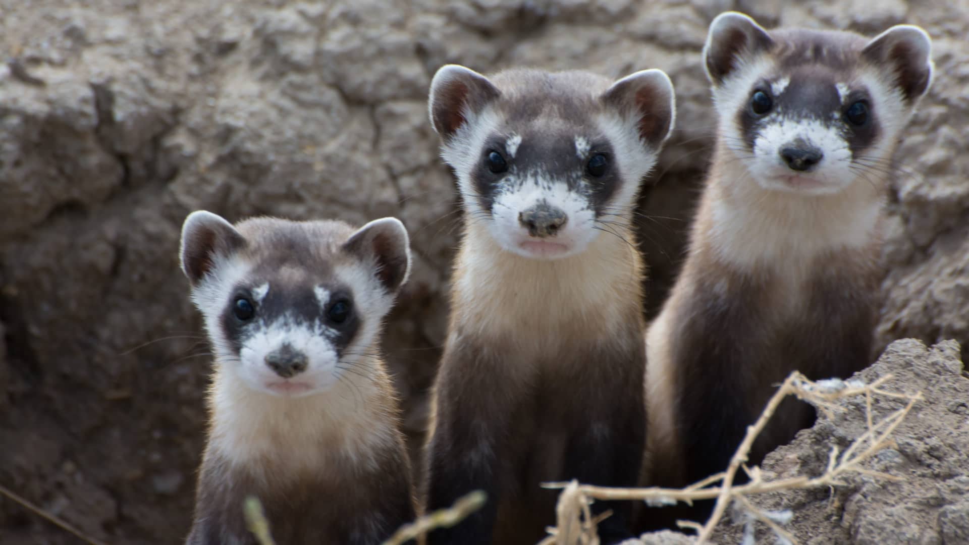 Black-footed ferrets used to live across the American West, but by 1979 they were thought to be extinct. Now, about 300 live in captive breeding programs and 400 have been reintroduced to the wild.