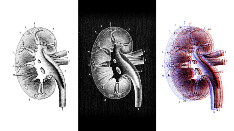 Illustration of a kidney.