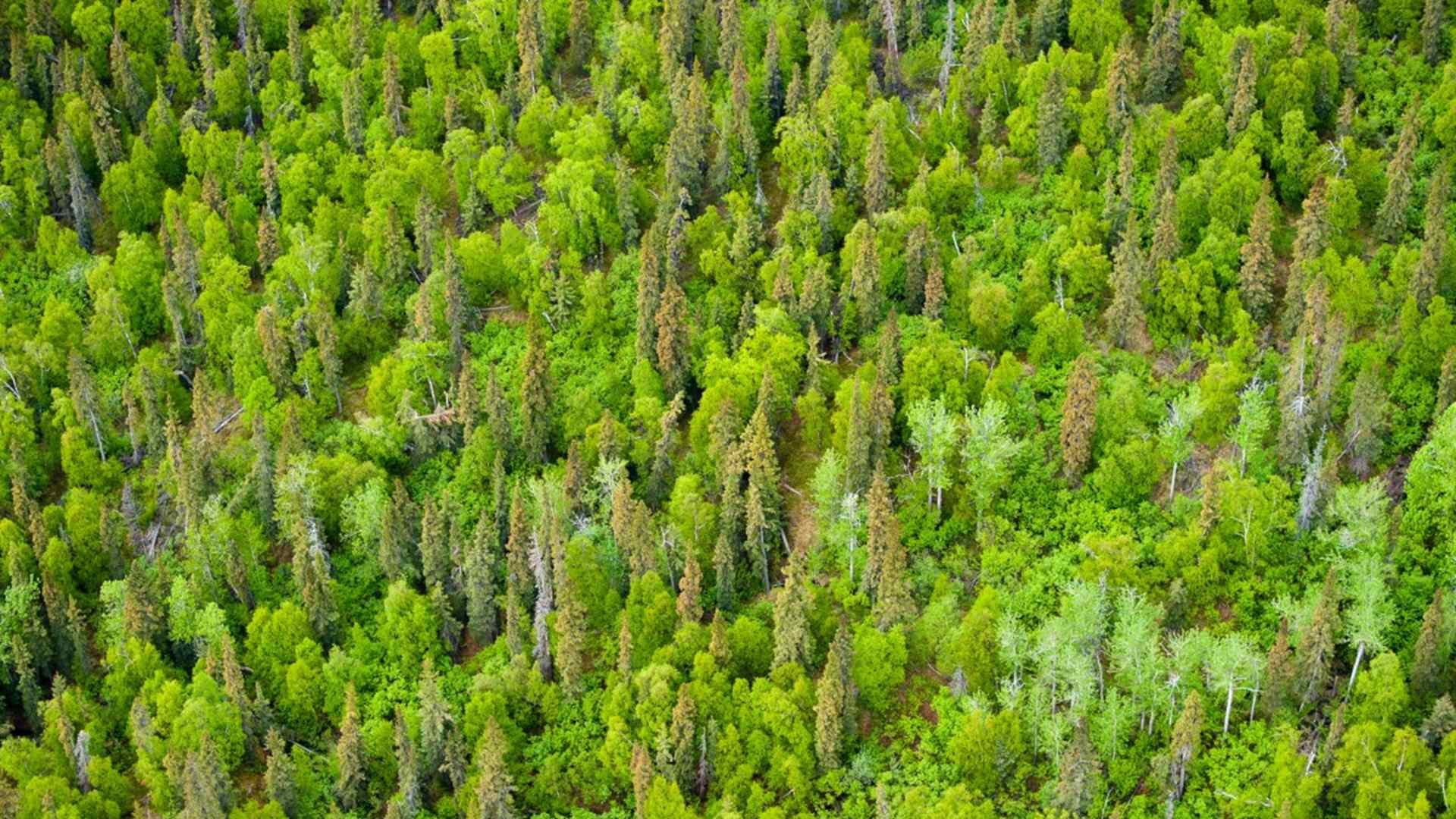 The boreal forest in Lake Clark National Park and Preserve, Alaska, is dominated by white spruce mixed with black spruce and birch.