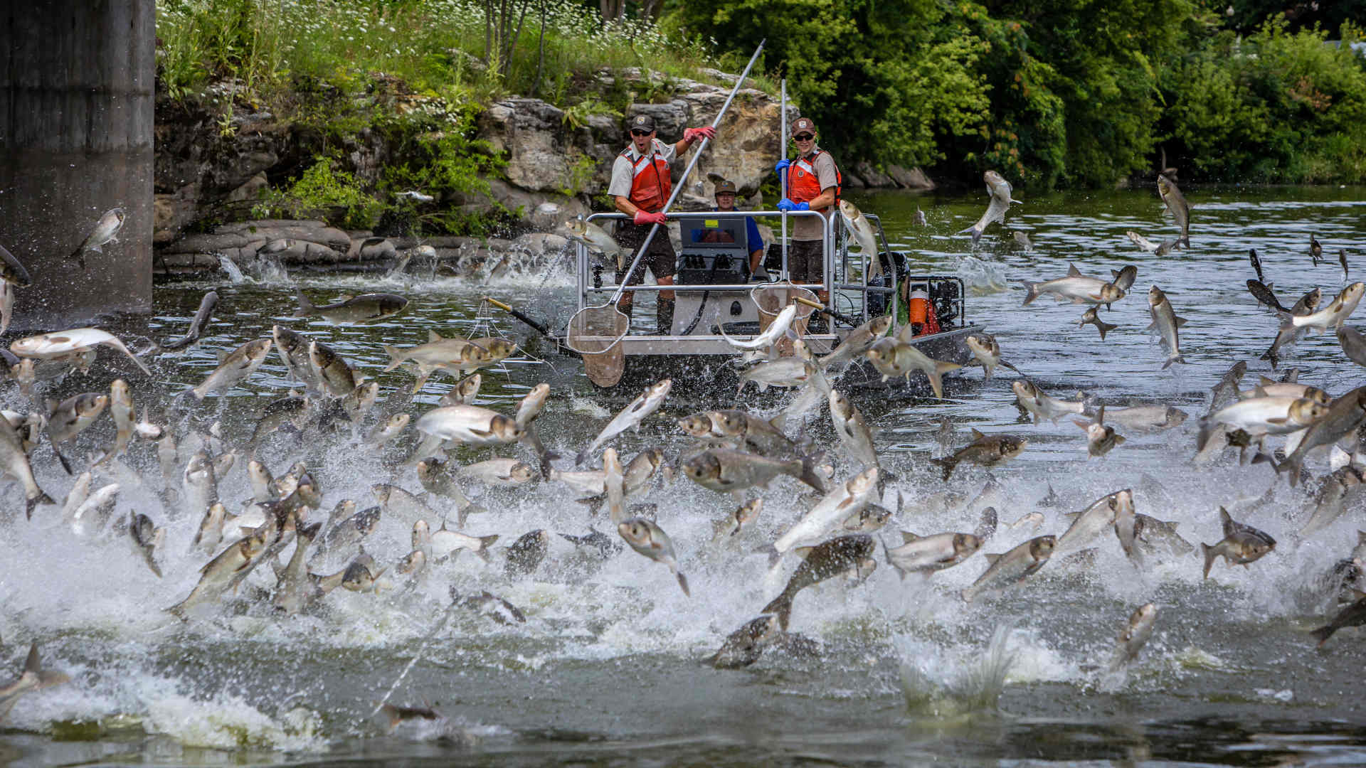 Invasive Asian carp were introduced to control algae and other aquatic problems. Multimillion-dollar projects to curb their spread include electrifying rivers, resulting in impressive acrobatics.
