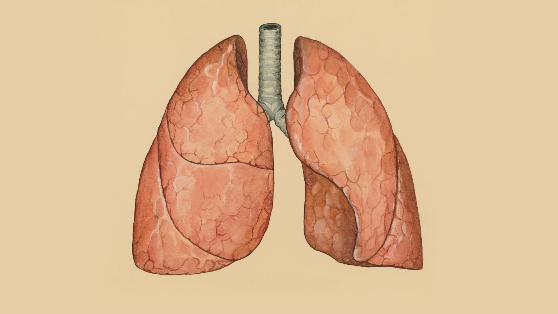 Illustration of human lungs.