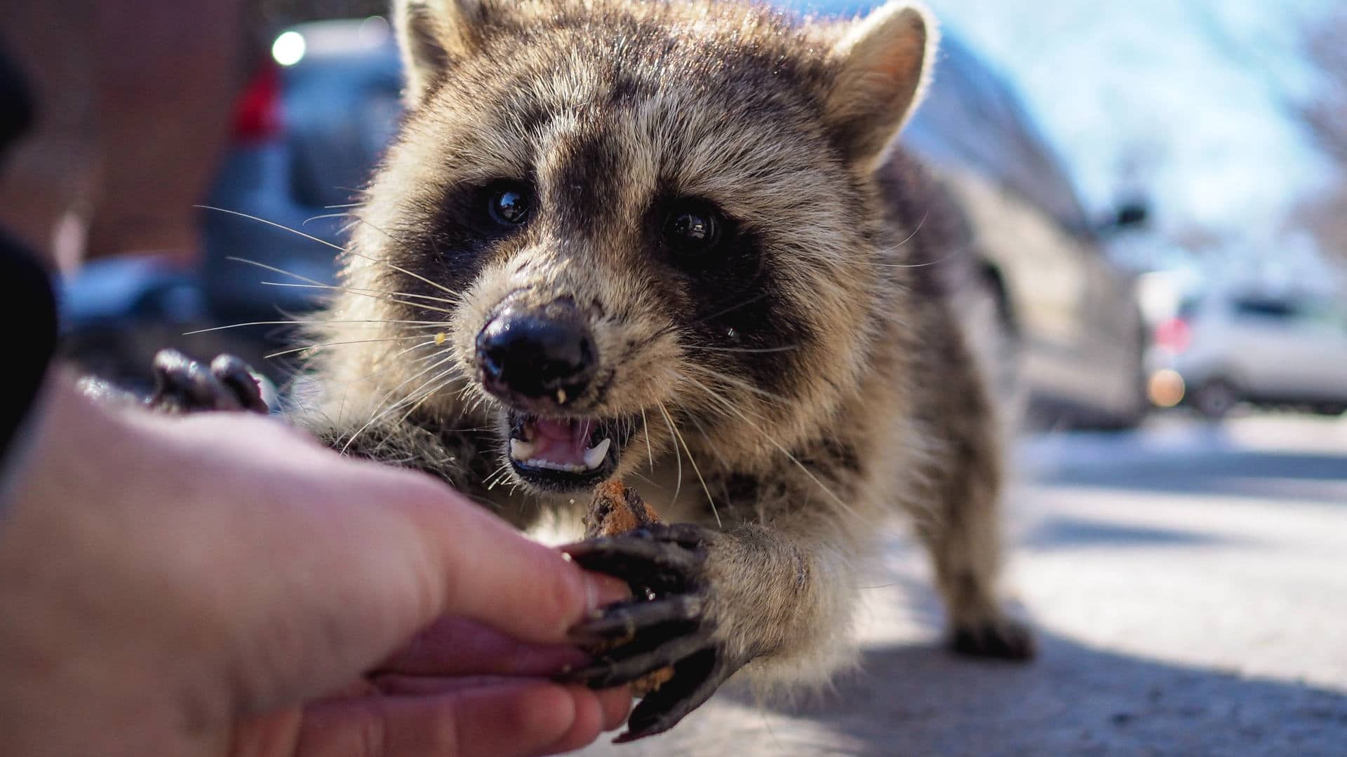 Rabies Is Terrifying but Rare. Are We Overtreating It?