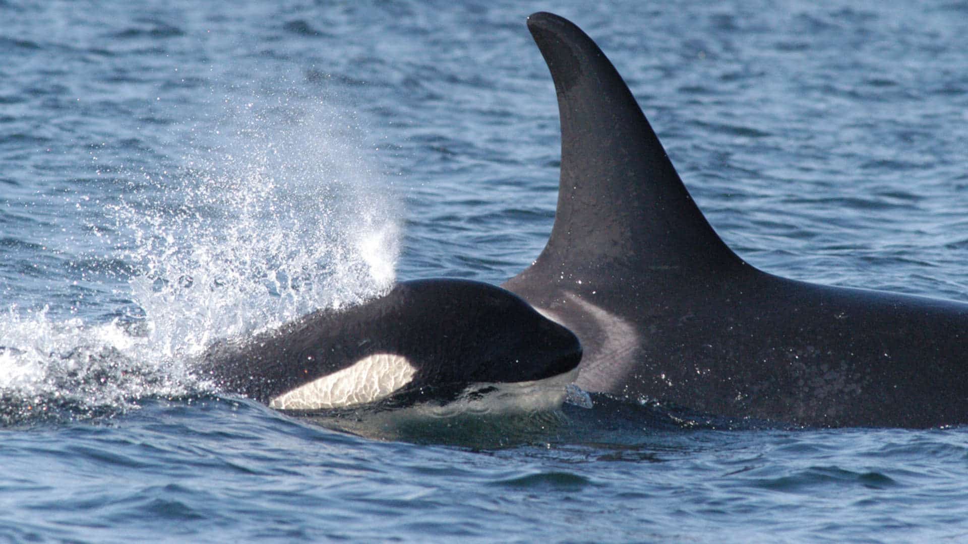 A southern resident orca calf swimming alongside its mother.