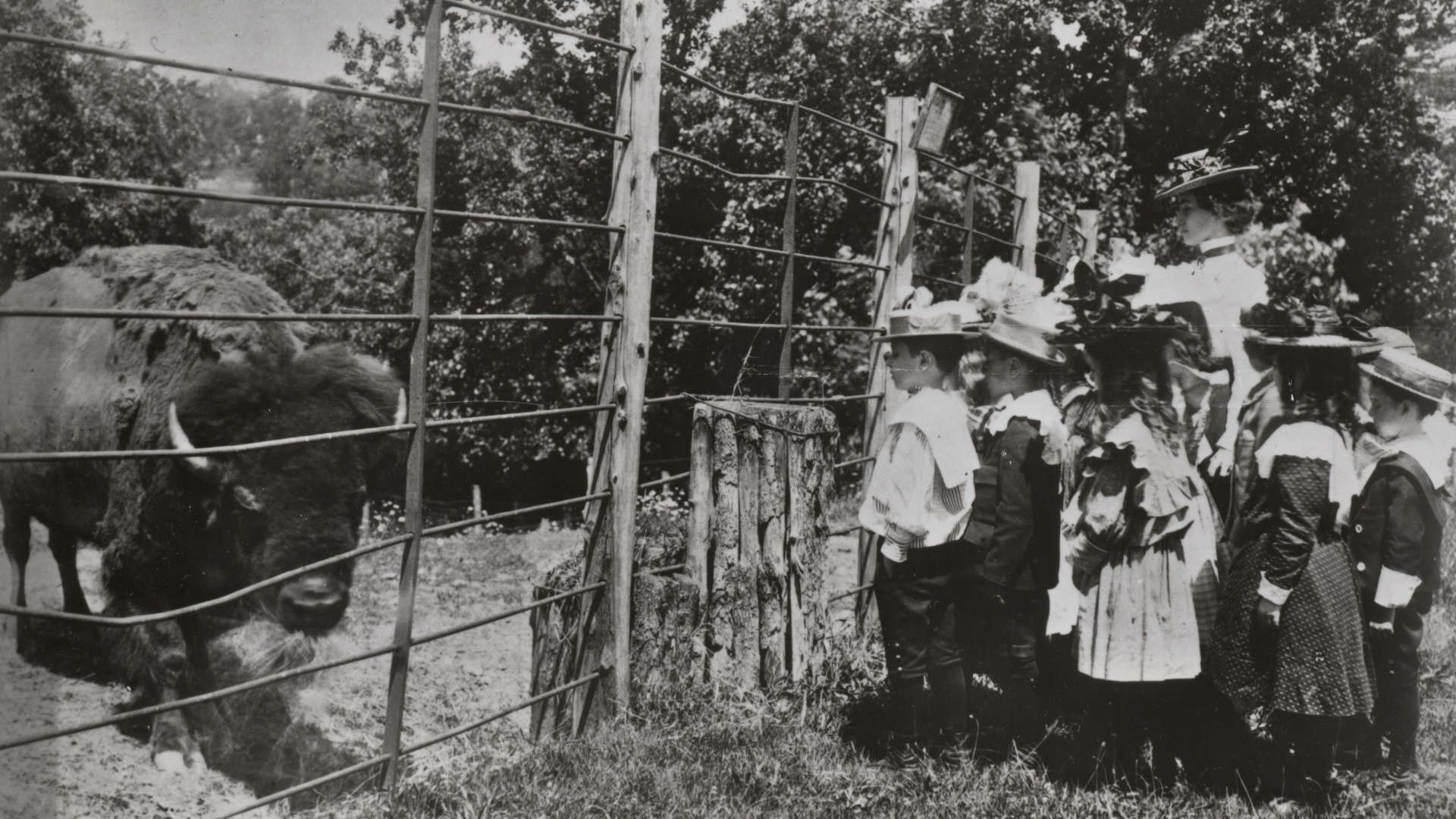 A group of school children in 1899 viewing the first bison at the National Zoological Park.