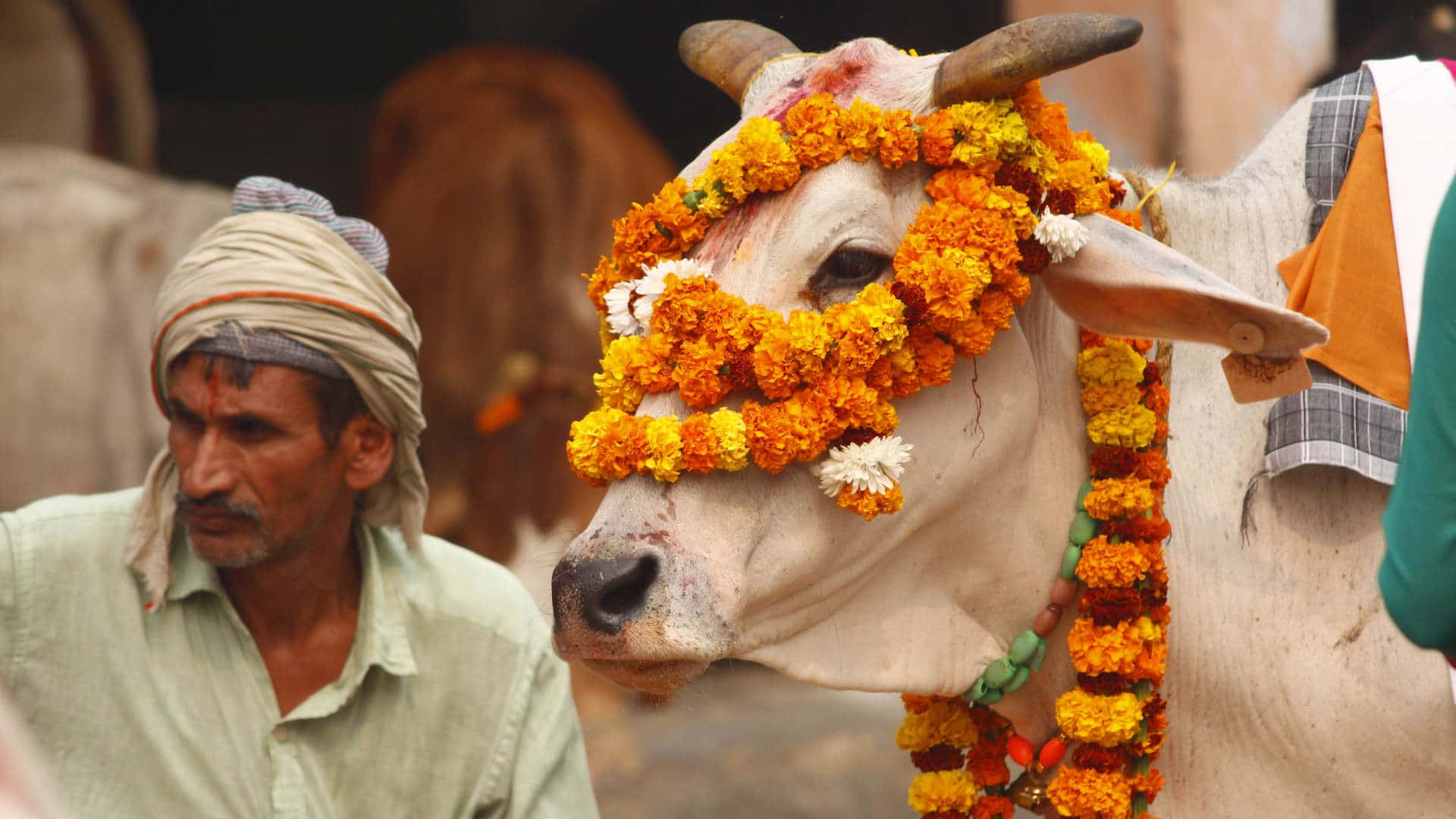 Devotees honor cows at a gaushala — a  shelter for sick or abandoned cows — during the Gopastami festival in Gurugram, India.