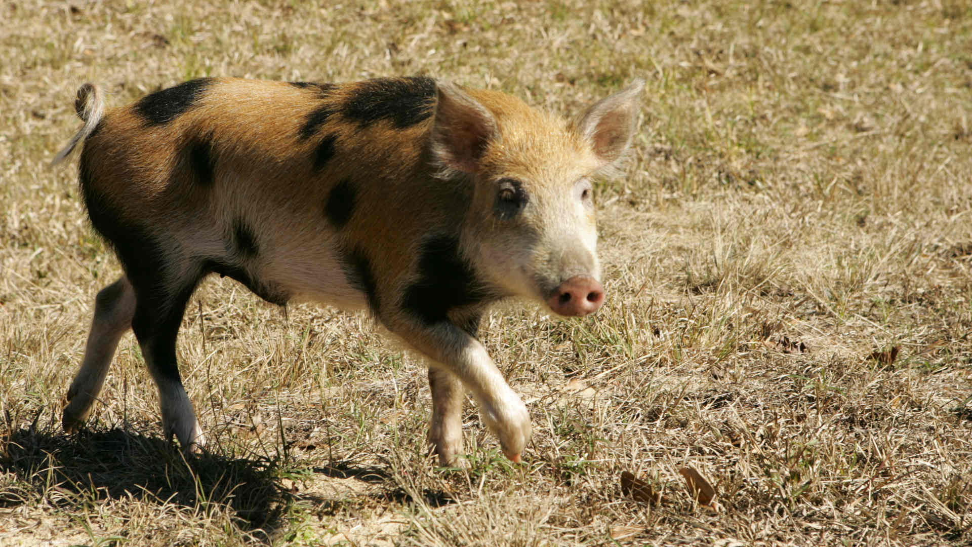 A wild hog in Florida. This invasive species costs the U.S. at least $1.5 billion annually in damage and management.