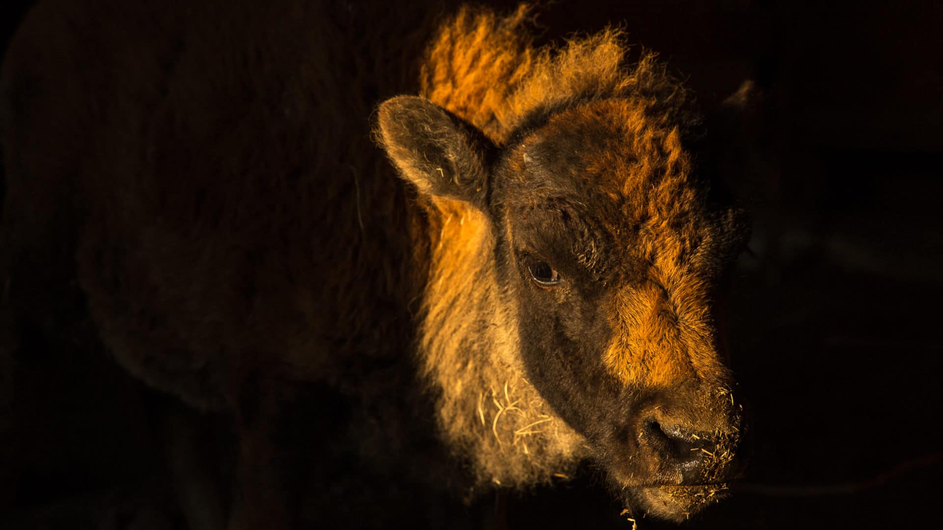 This bison calf, standing in the doorway of a barn on the Blackfeet Reservation, is a symbol of hope for the Blackfoot people.  All visuals by LOUISE JOHNS for UNDARK