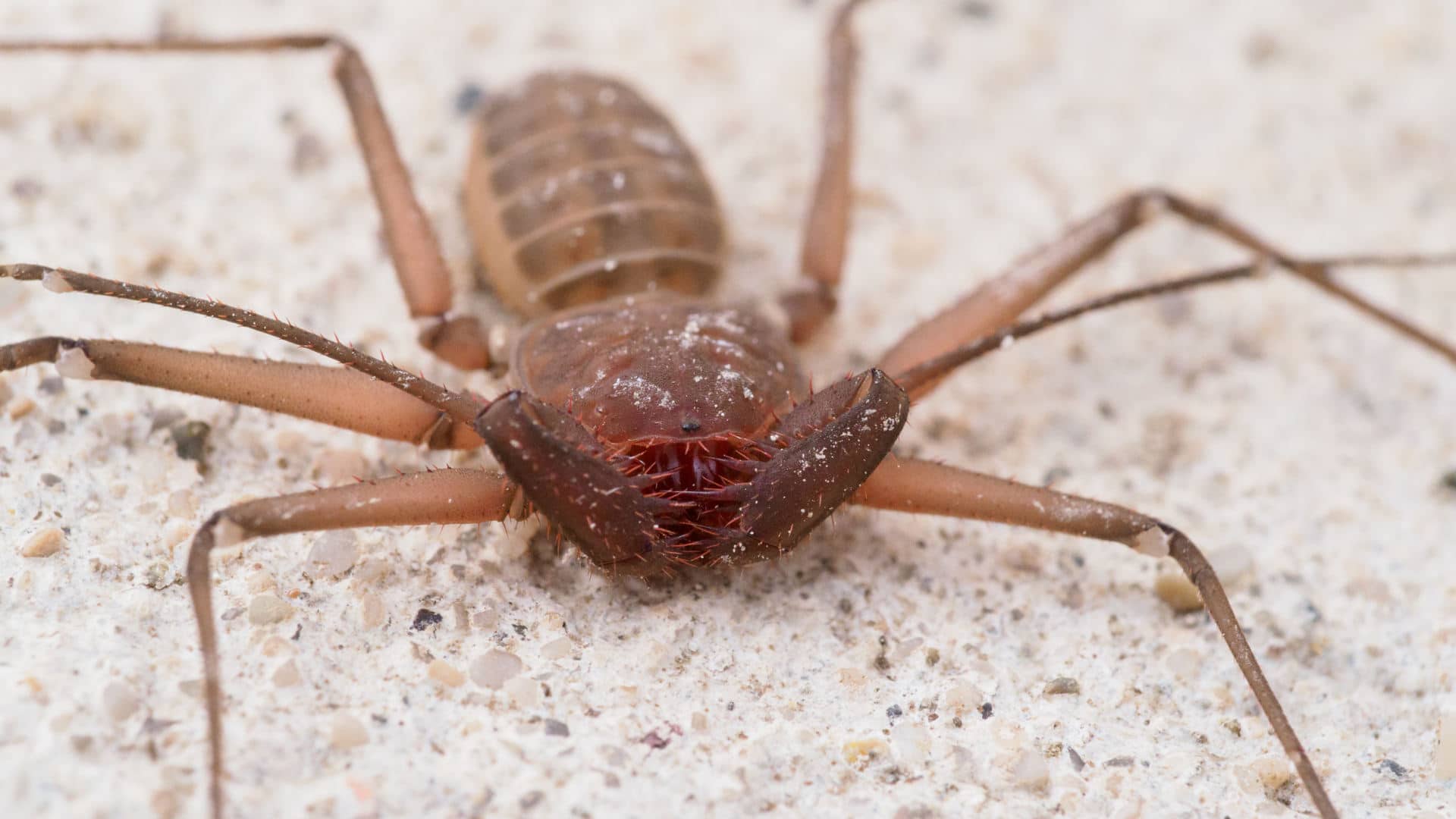 Fishing spiders big, not bad