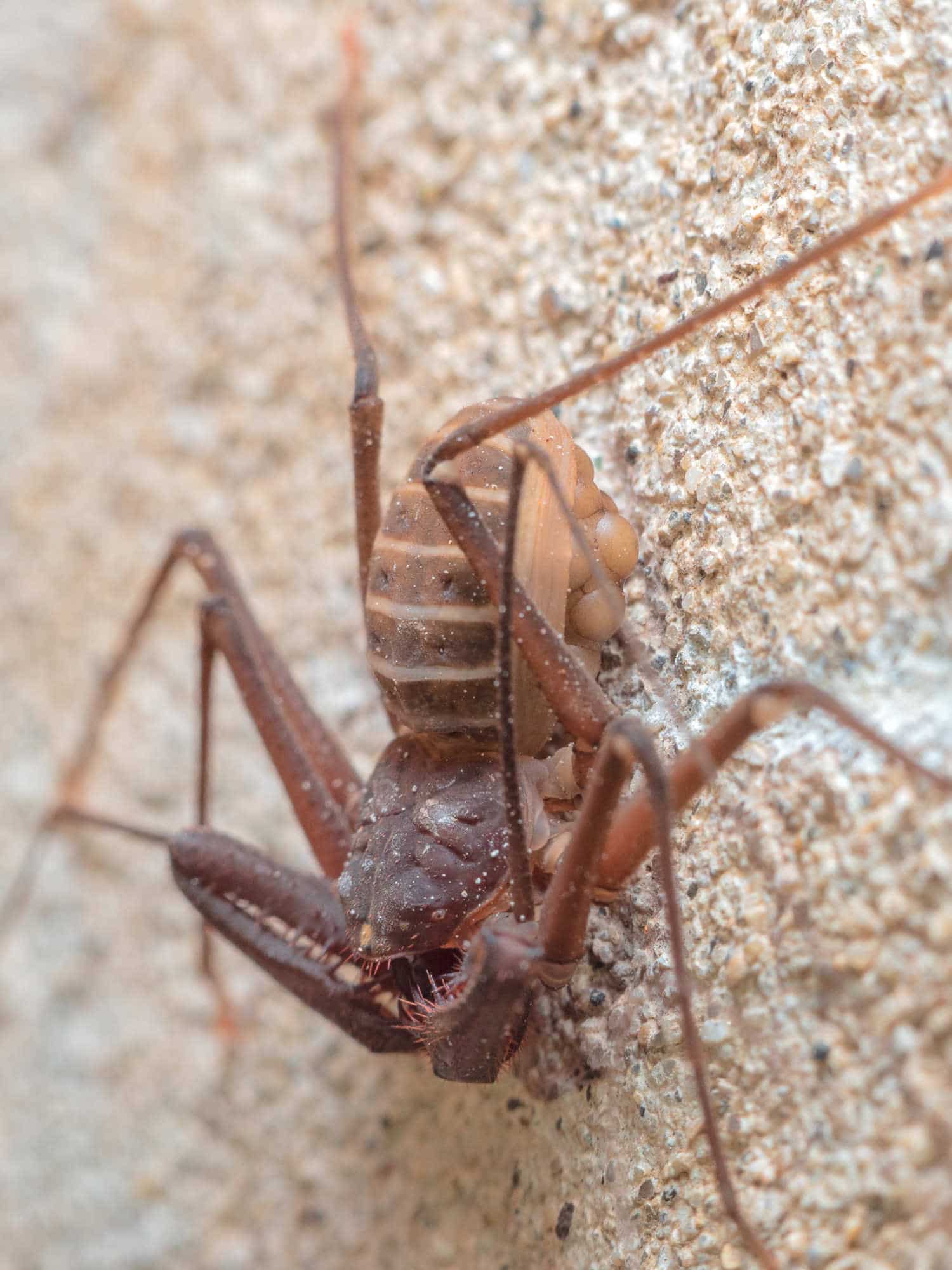 Scientists Find 8 New Species of Spider with Whiplike Legs