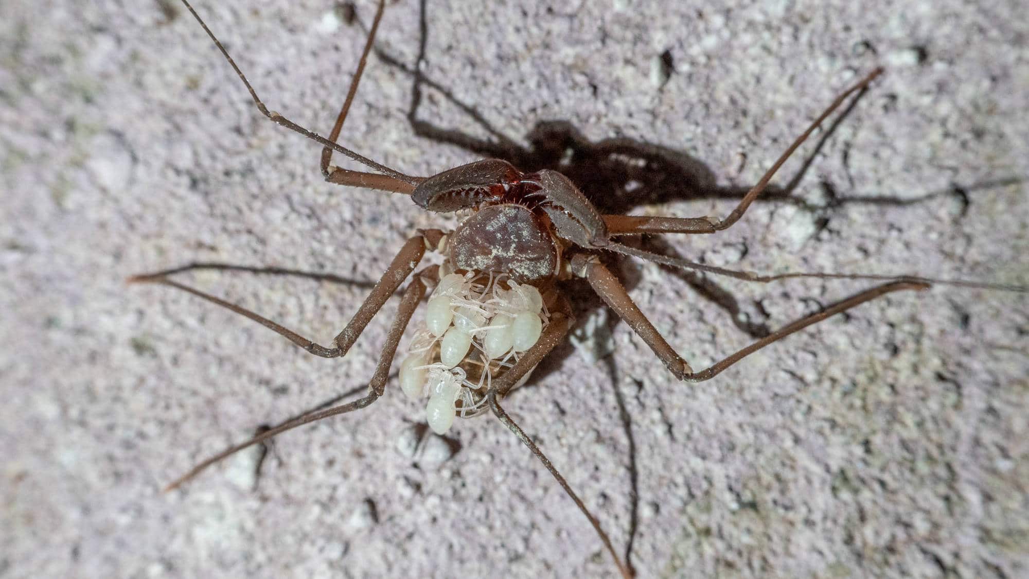 I think the daddy long legs who lives above my shower has had babies.  Anything I can do to help them given they live indoors? ACT, Australia :  r/spiders