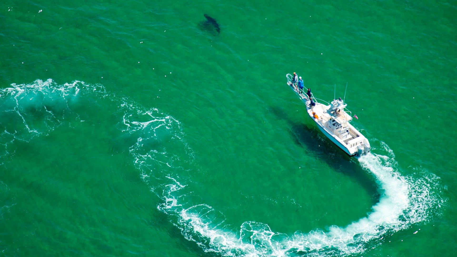 An Atlantic White Shark Conservancy boat and crew work to tag a great white shark in the waters off the shore in Cape Cod, Massachusetts on July 13, 2019.