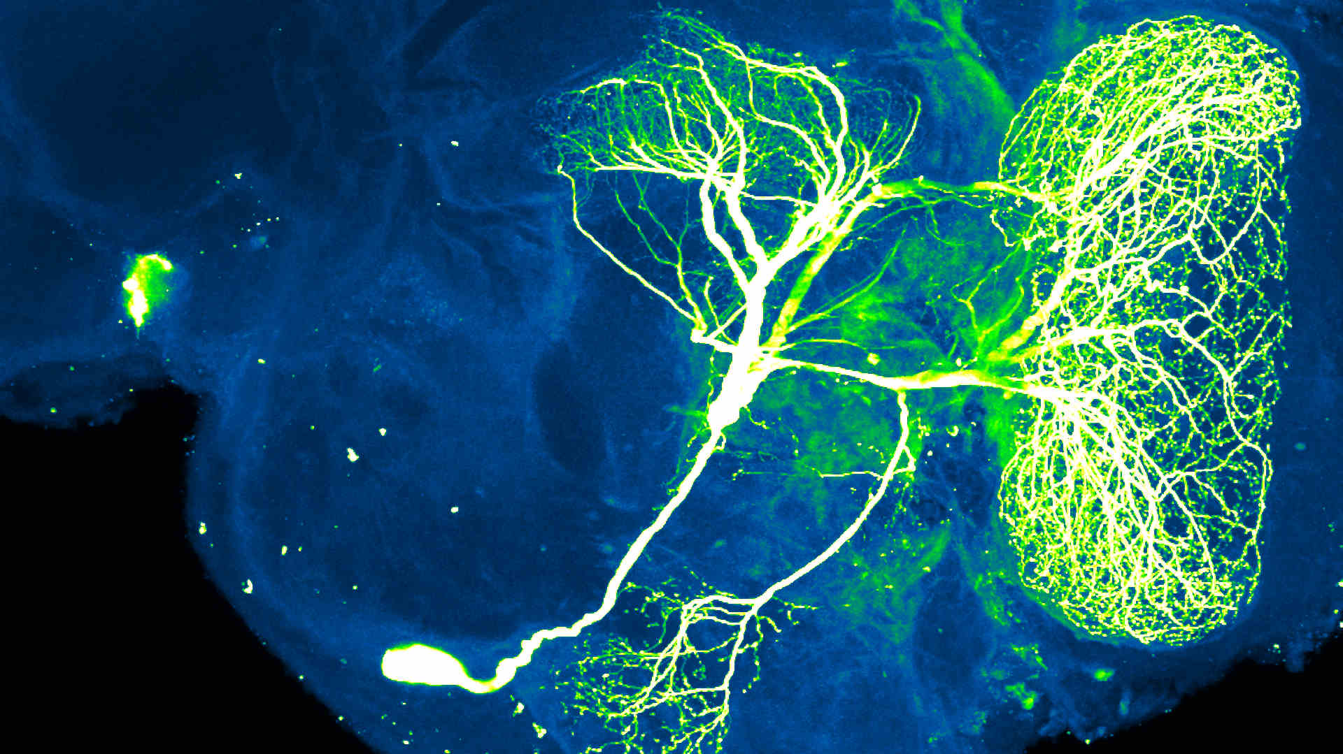 A neuron (green and white) in an insect brain (blue).