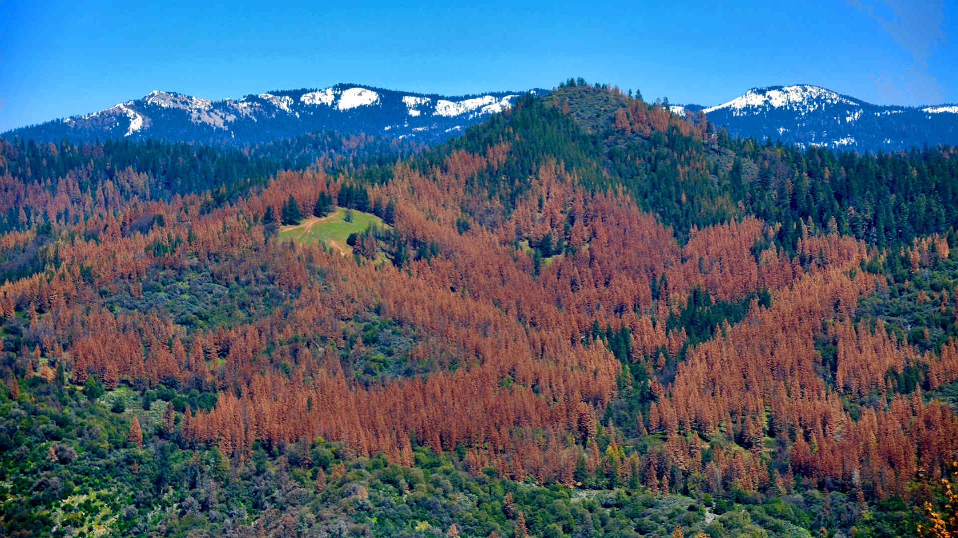 During the 2012-2015 drought in the Sierra Nevada, nearly 90 percent of the ponderosa pines died, primarily due to infestations of western pine beetles in the drought-stressed trees.