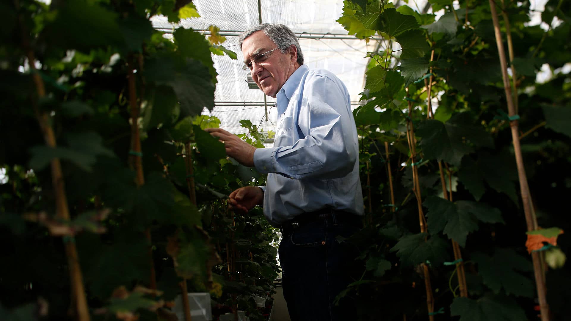 Plant geneticist and viticulturist Andrew Walker studies grapevines with Pierce's disease.