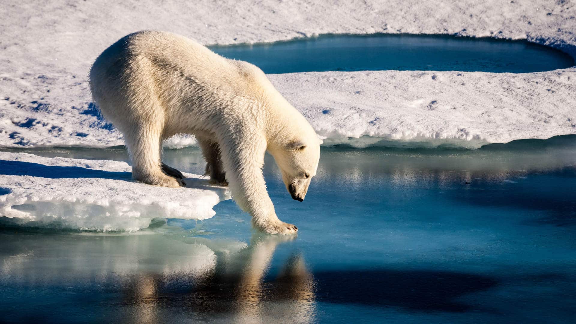 Polar bears already face shorter ice seasons due to climate change, limiting prime hunting and breeding opportunities.