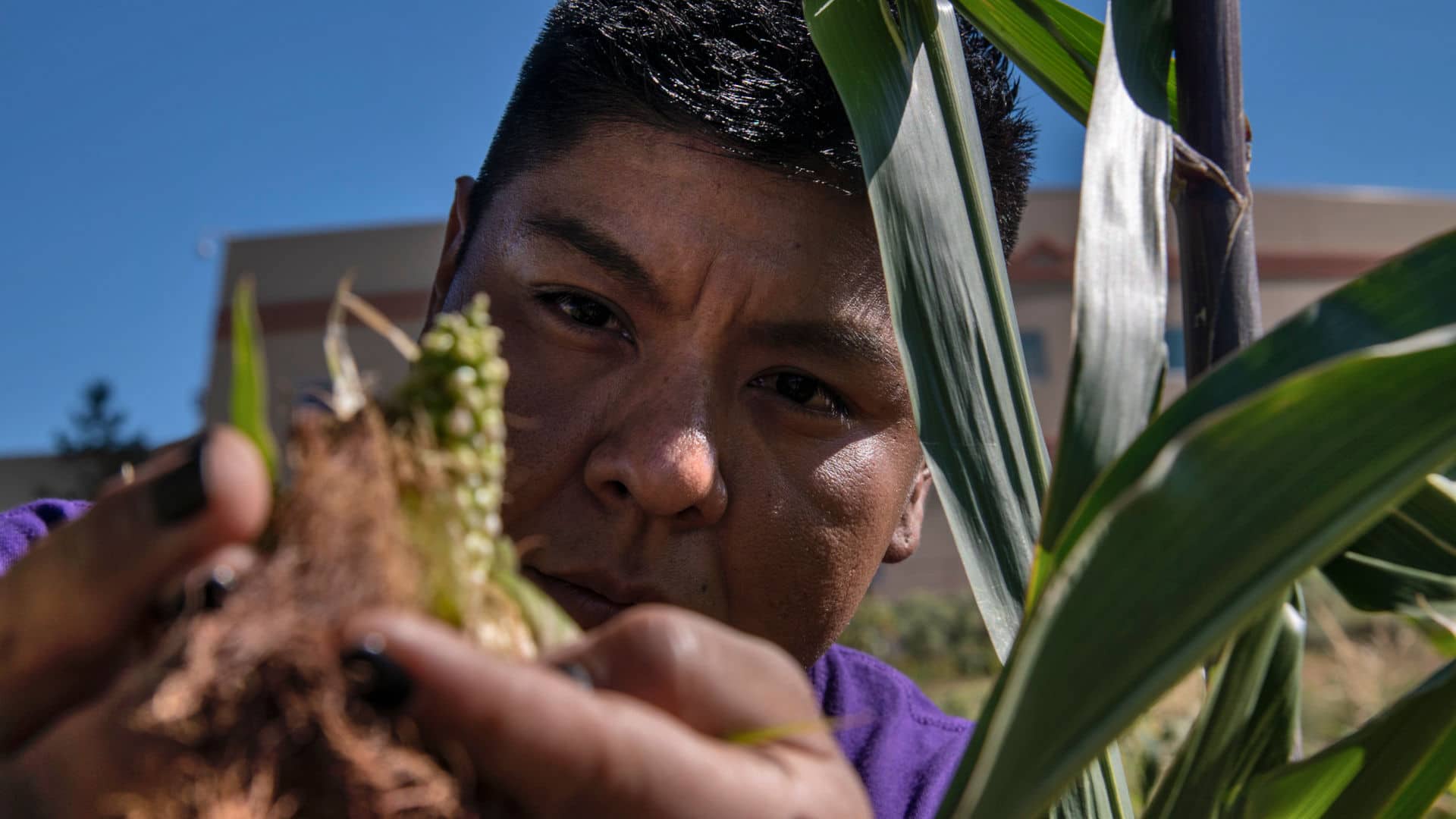 Research Assistant Kyle Kootswaytewa checks on the health of native corn crops in the Institute of American Indian Arts Demonstration Garden. The garden demonstrates and promotes indigenous agricultural methods for food and medical crop cultivation.