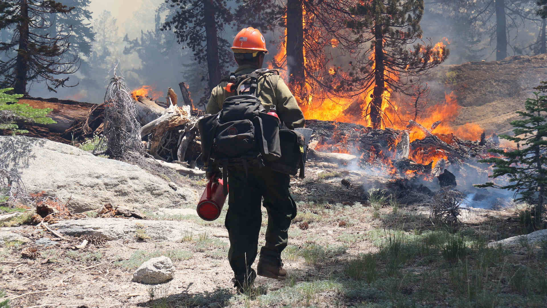 A wildland firefighter wearing a hardhat and backpack approaches trees and a downed log that are on fire.