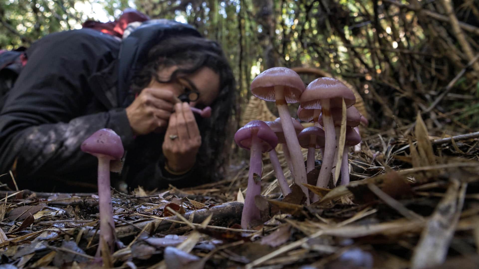 Purple colored mushrooms spring from a forest floor littered with leaves and sticks. In the background, a woman examines a mushroom.