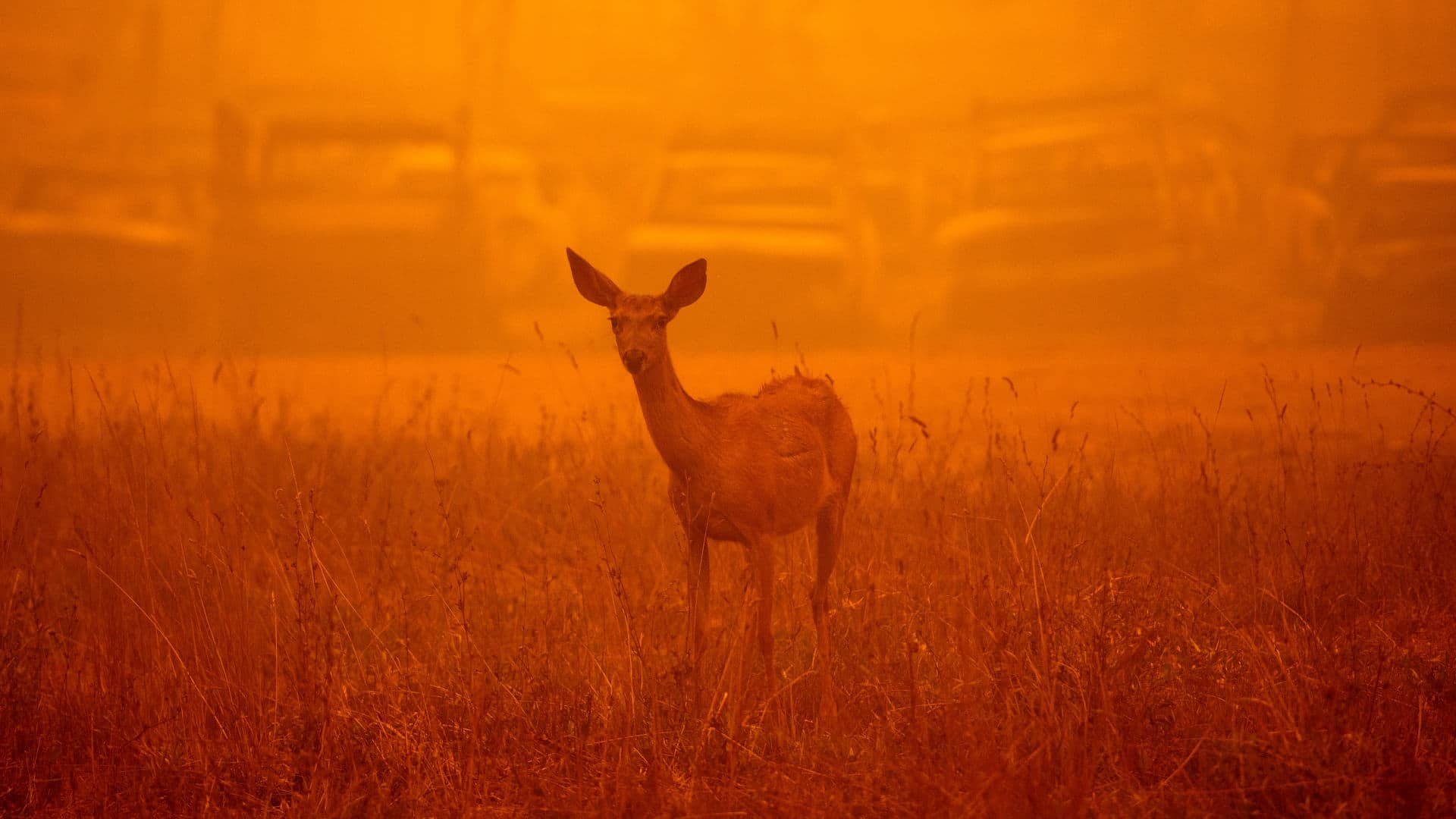 A deer wanders in heavy smoke in front of a row of burned cars during the Dixie fire in Greenville, California on August 6, 2021. It is currently the third-largest fire in the state's history.