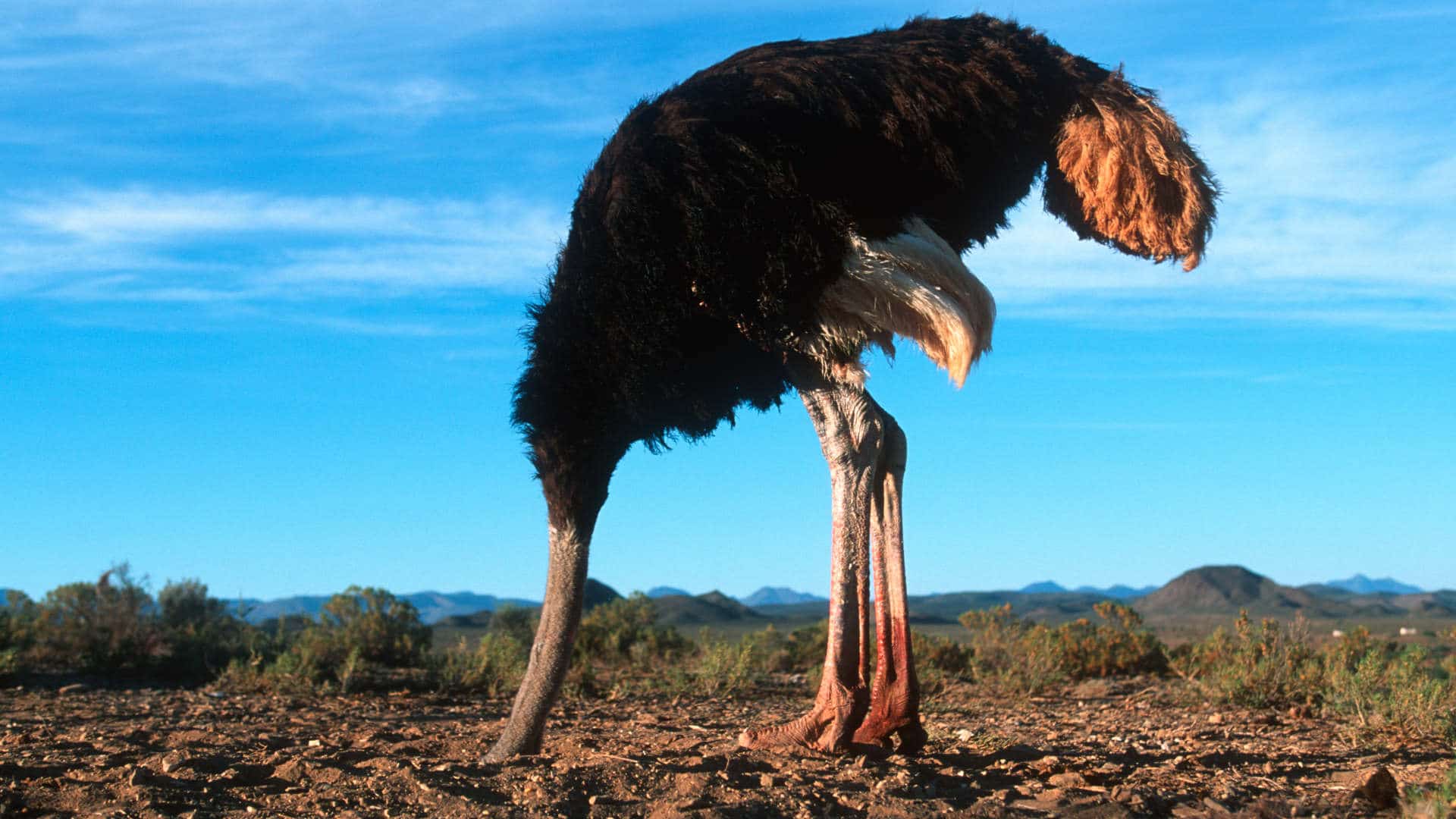 an ostrich with its head in the sand