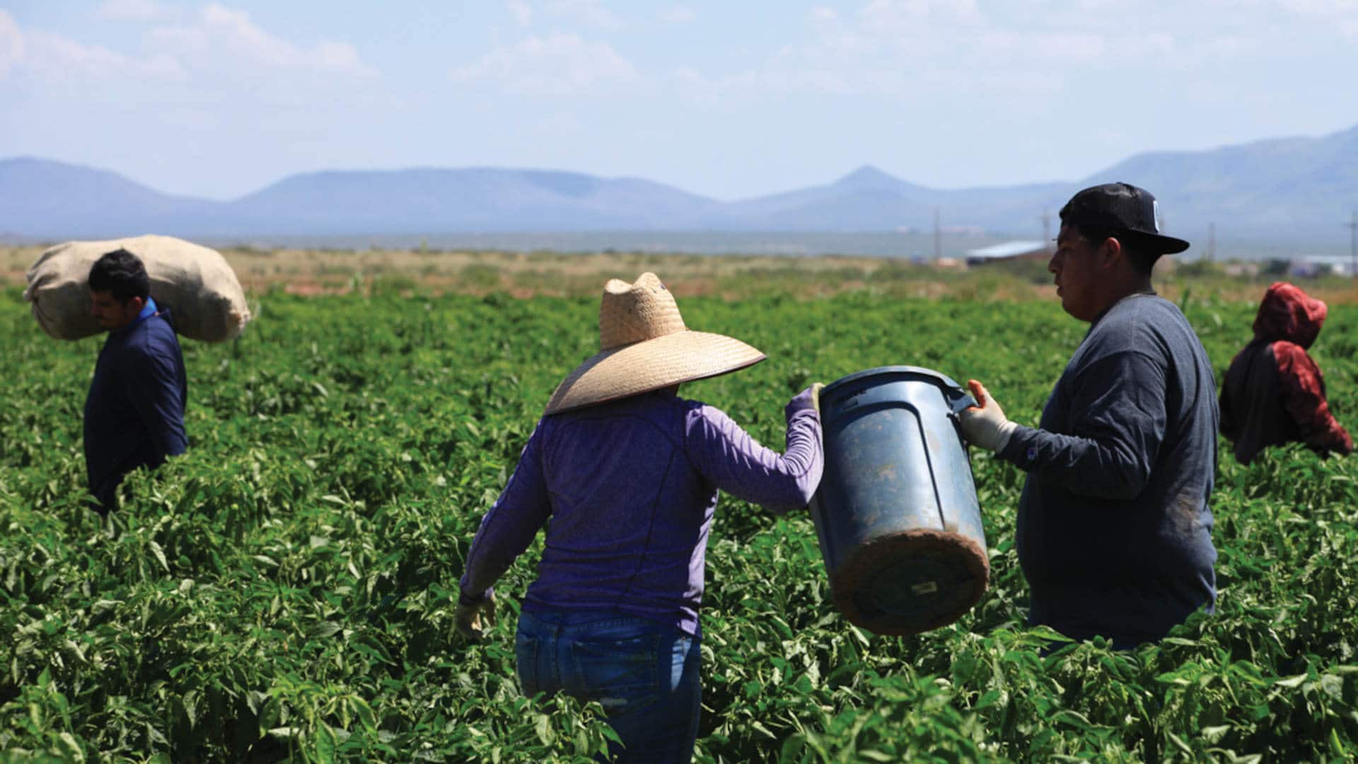 Workers harvest green chile around Hatch, New Mexico.