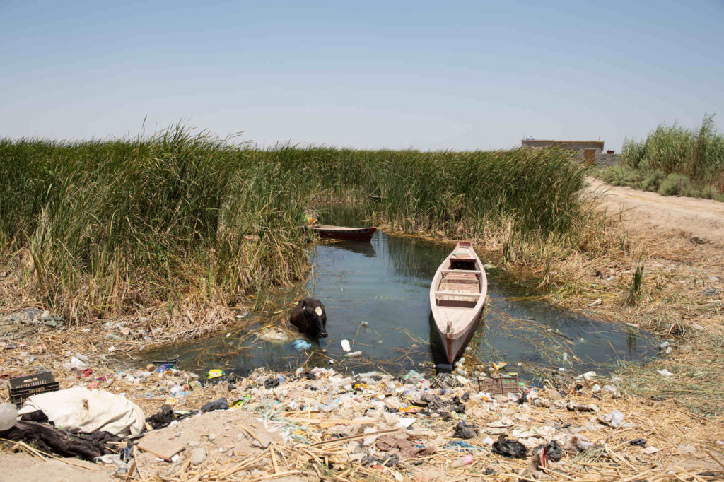 ‘Everything Living Is Dying’: Environmental Ruin in Modern Iraq