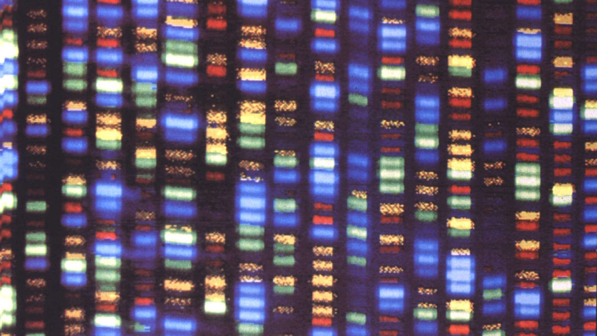 A computerized view of DNA bands, from the book "Gene Discovery in the Human Genome."