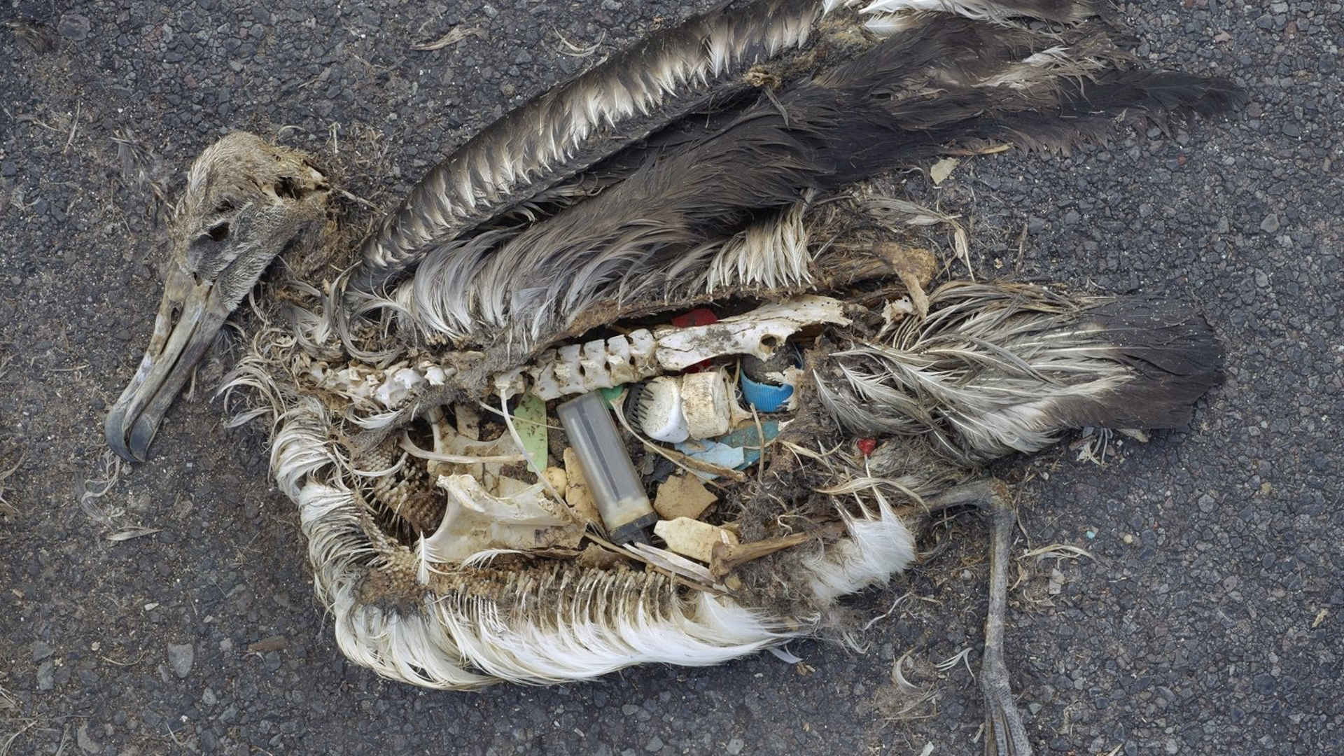 The unaltered stomach contents of a dead albatross on Midway Atoll National Wildlife Refuge in September 2009.