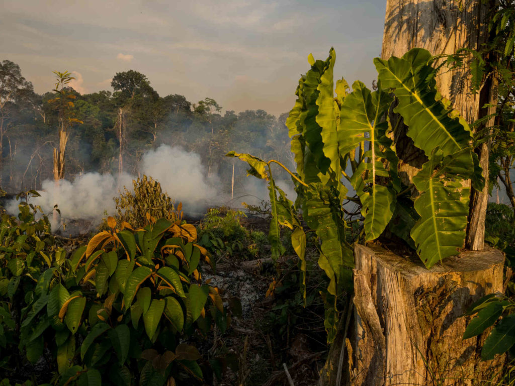 The Amazon, a Counterweight to Global Warming, Is Under Assault
