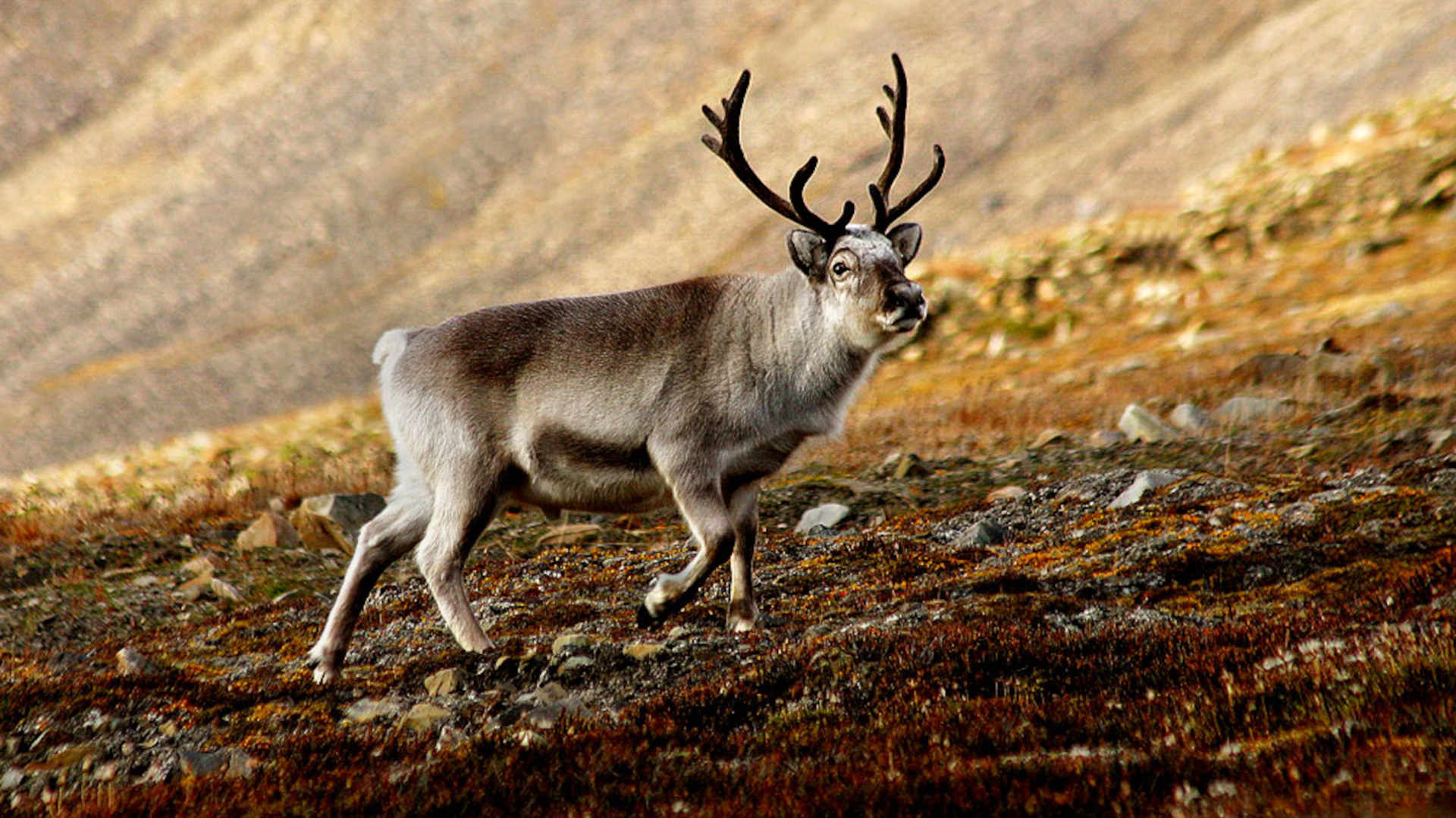 A reindeer located in Svalbard.