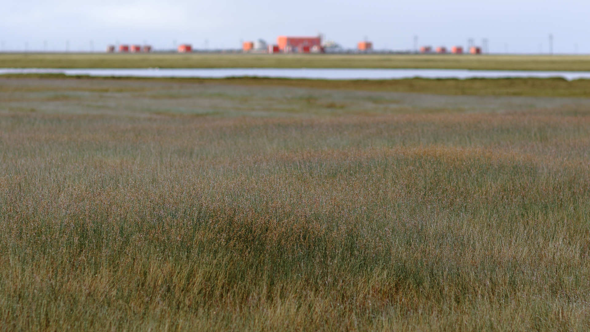 A rehabilitated drill pad (foreground) with an active pad (background). The revegetated plant community is almost exclusively grass, which differs from the original tundra system.