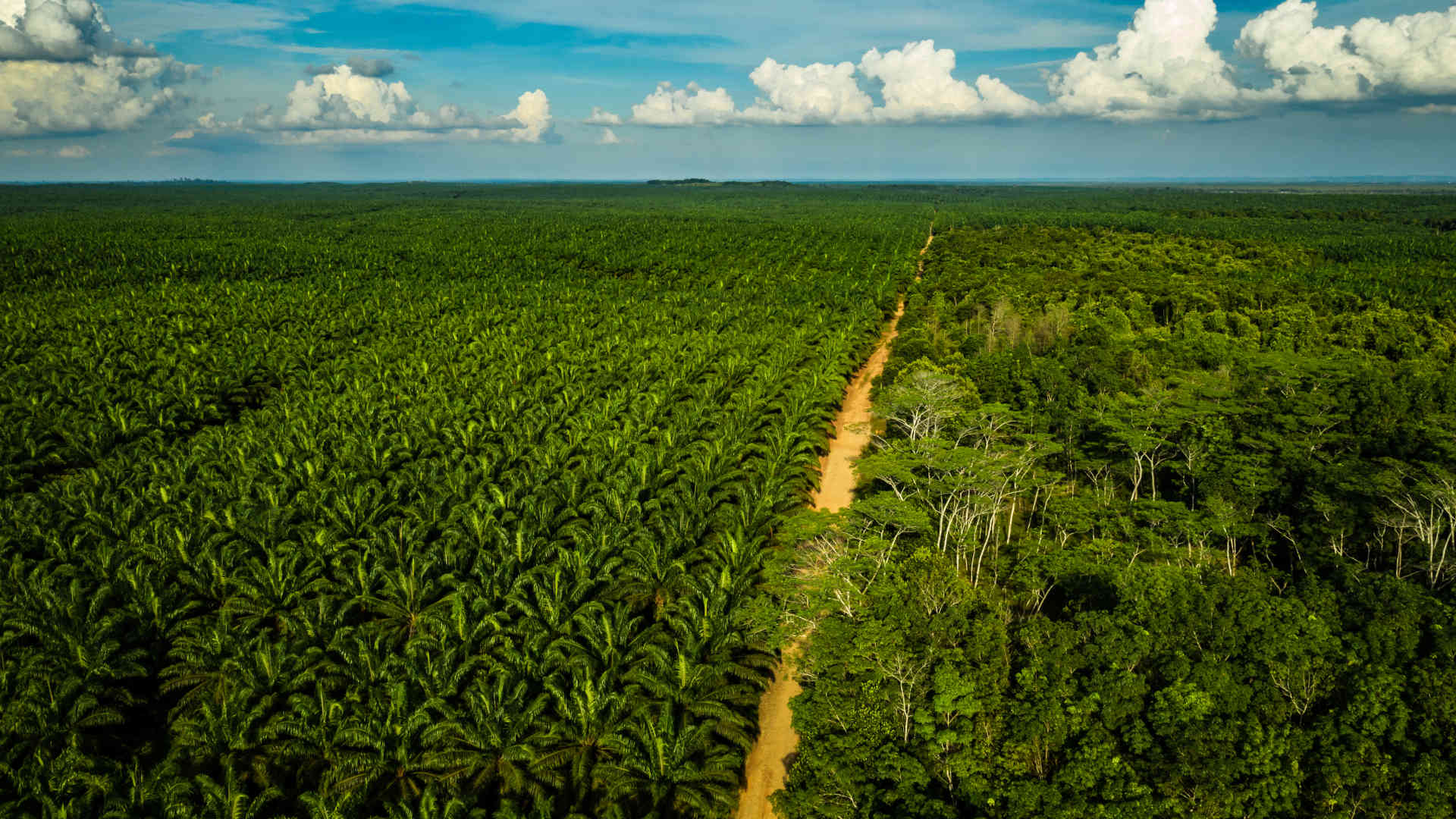An oil palm plantation in Muara Kaman Ilir village, East Kalimantan, Indonesia.