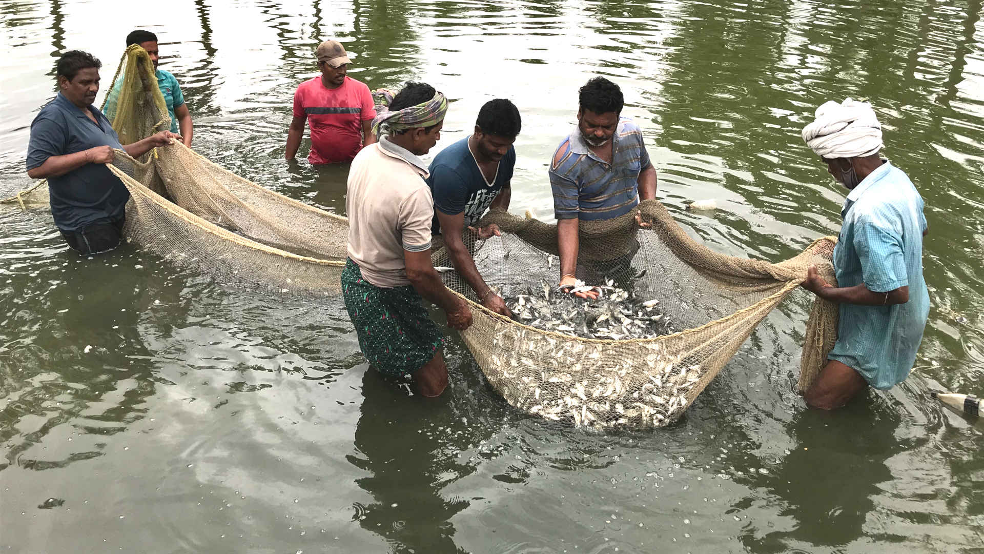 Farmers examine their catch from a human-made fish pond. On Kollerlu Lake, ponds such as this were once limited to the shoreline and shallows.
All photos by MONIKA MONDAL for UNDARK