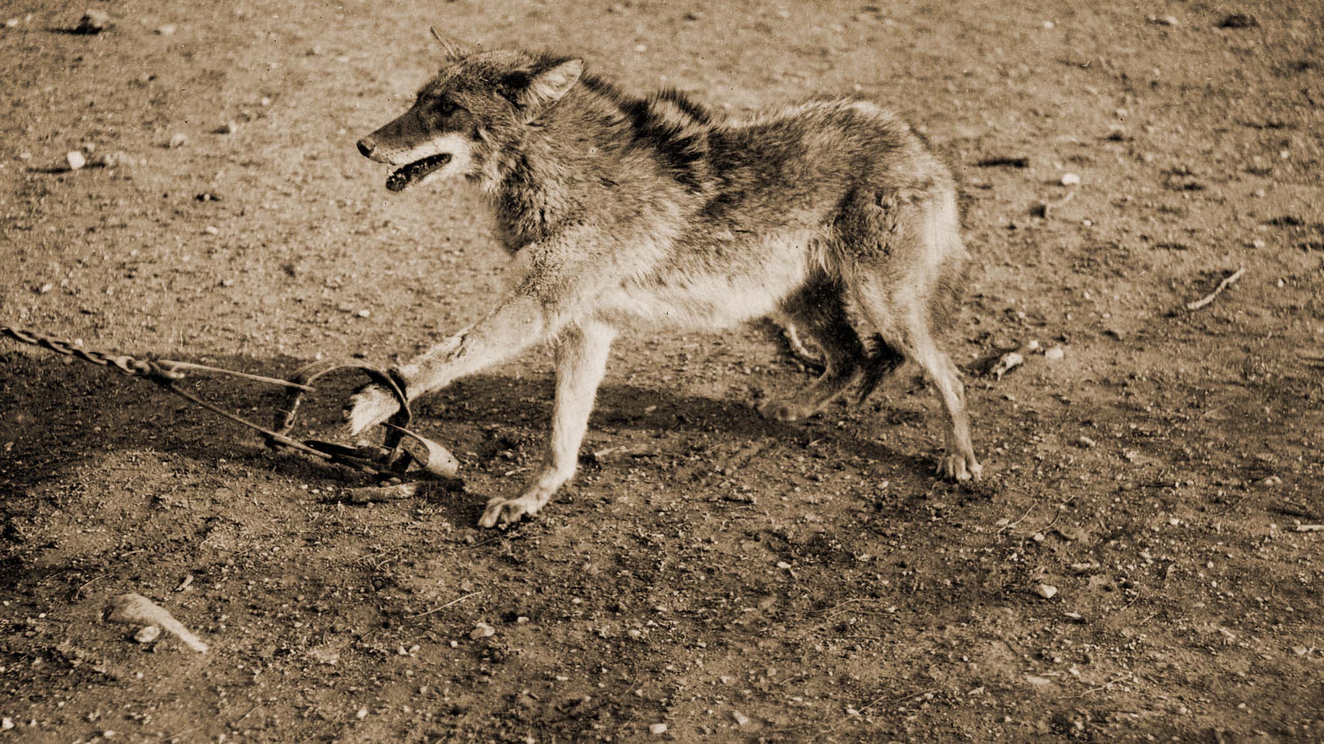 A coyote with its paw caught in a trap. Photograph taken circa 1918 for Vernon Orlando Bailey during his work as field naturalist.