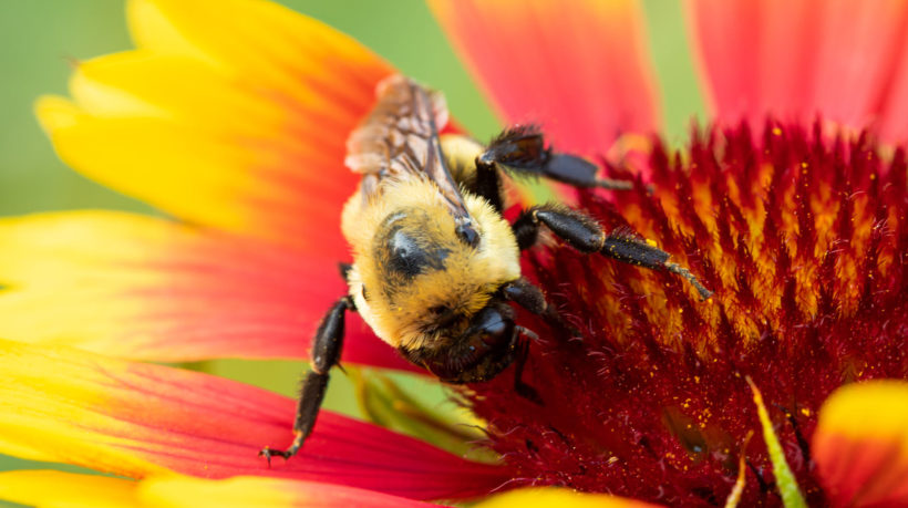 A bumblebee explores a wildflower in an Idaho meadow.