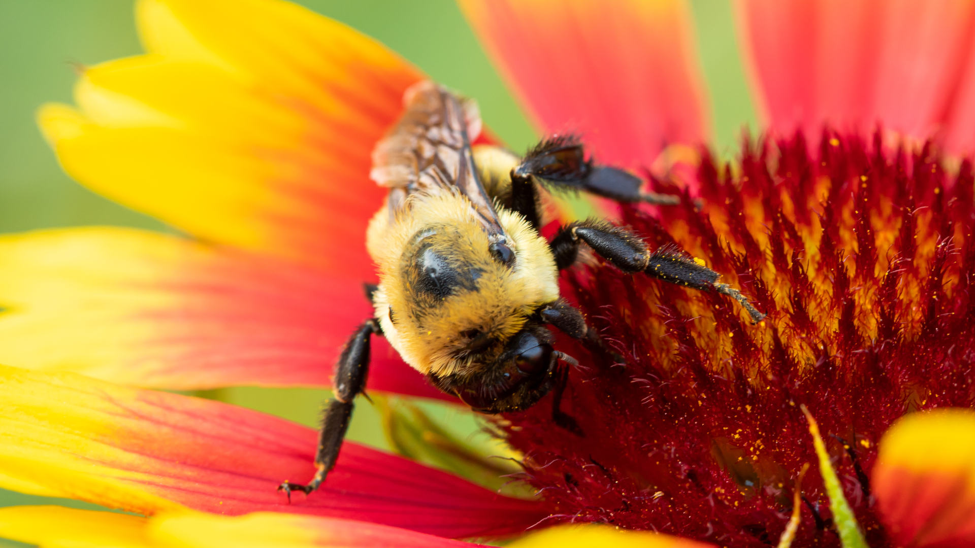 A bumblebee explores a wildflower in an Idaho meadow.