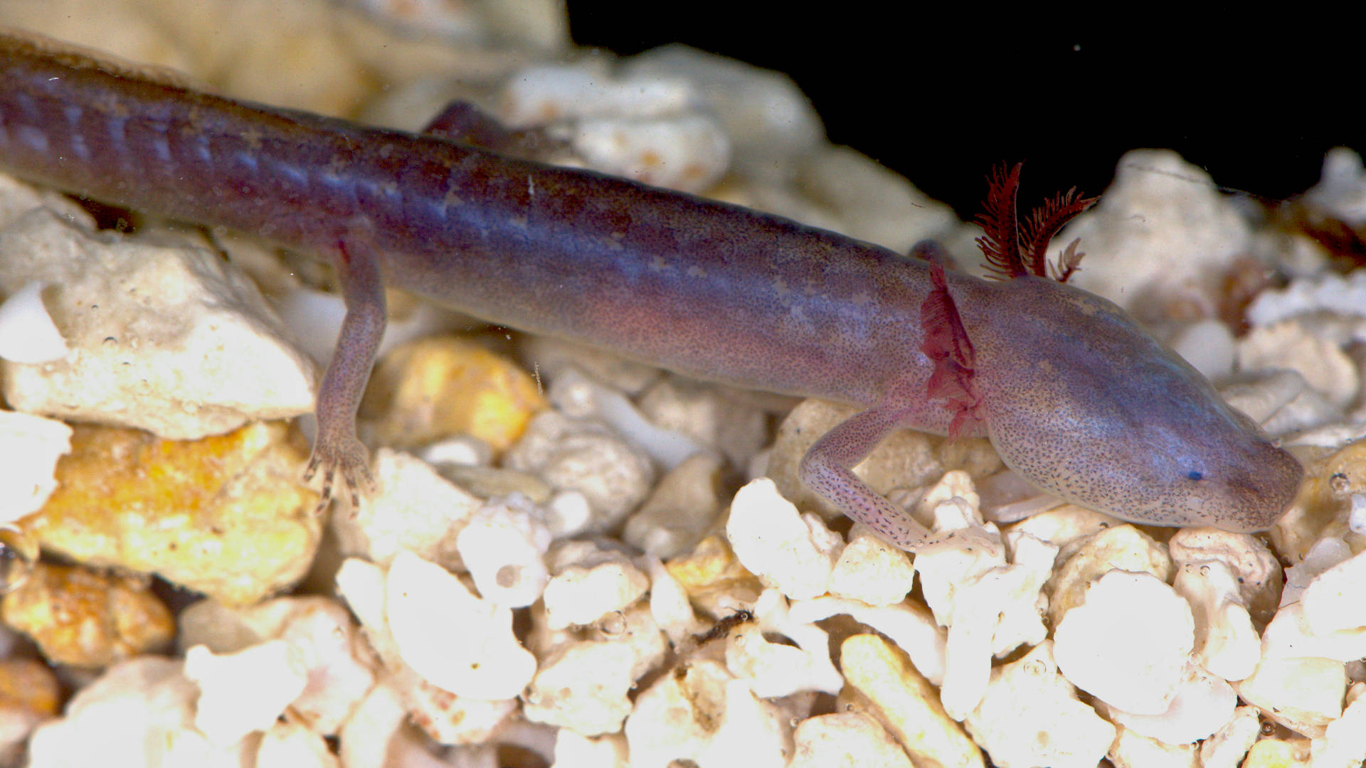 A captive Austin blind salamander. This species' only known habitat is the subterranean waters of Barton Springs in Austin, Texas.
