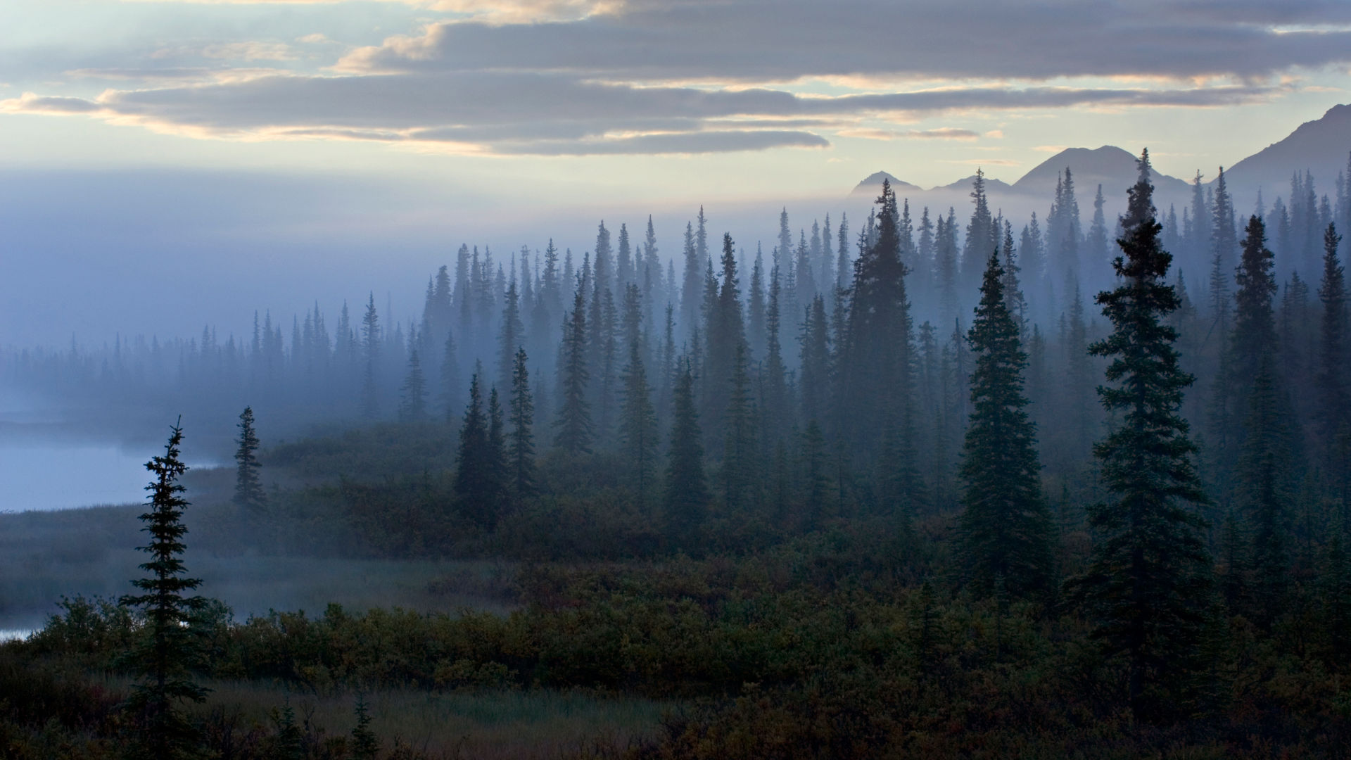 A boreal forest in Alaska.