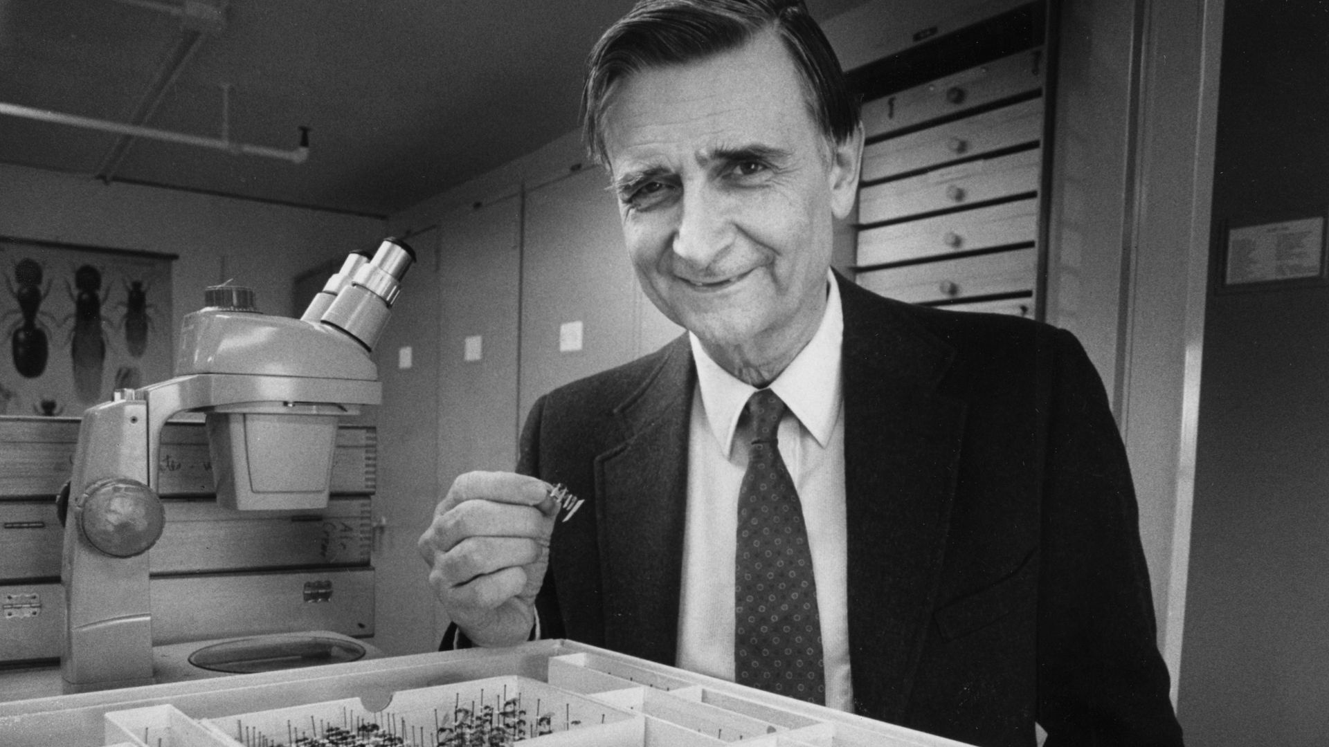 Edward O. Wilson, curator-teacher of the Harvard Museum of Comparative Zoology, poses for a portrait in the ant room on March 3, 1988.