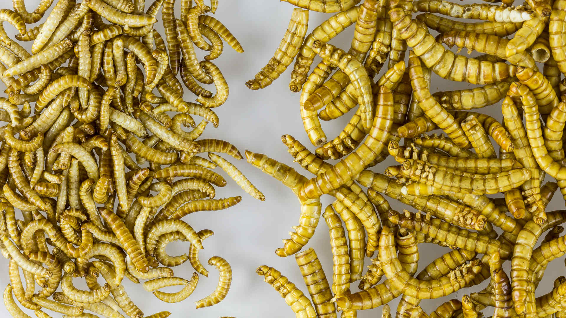 High Stakes Insect Farming How To Breed A Better Bug   Mealworms As Food And Buffaloworms As Food 2395 Crop 