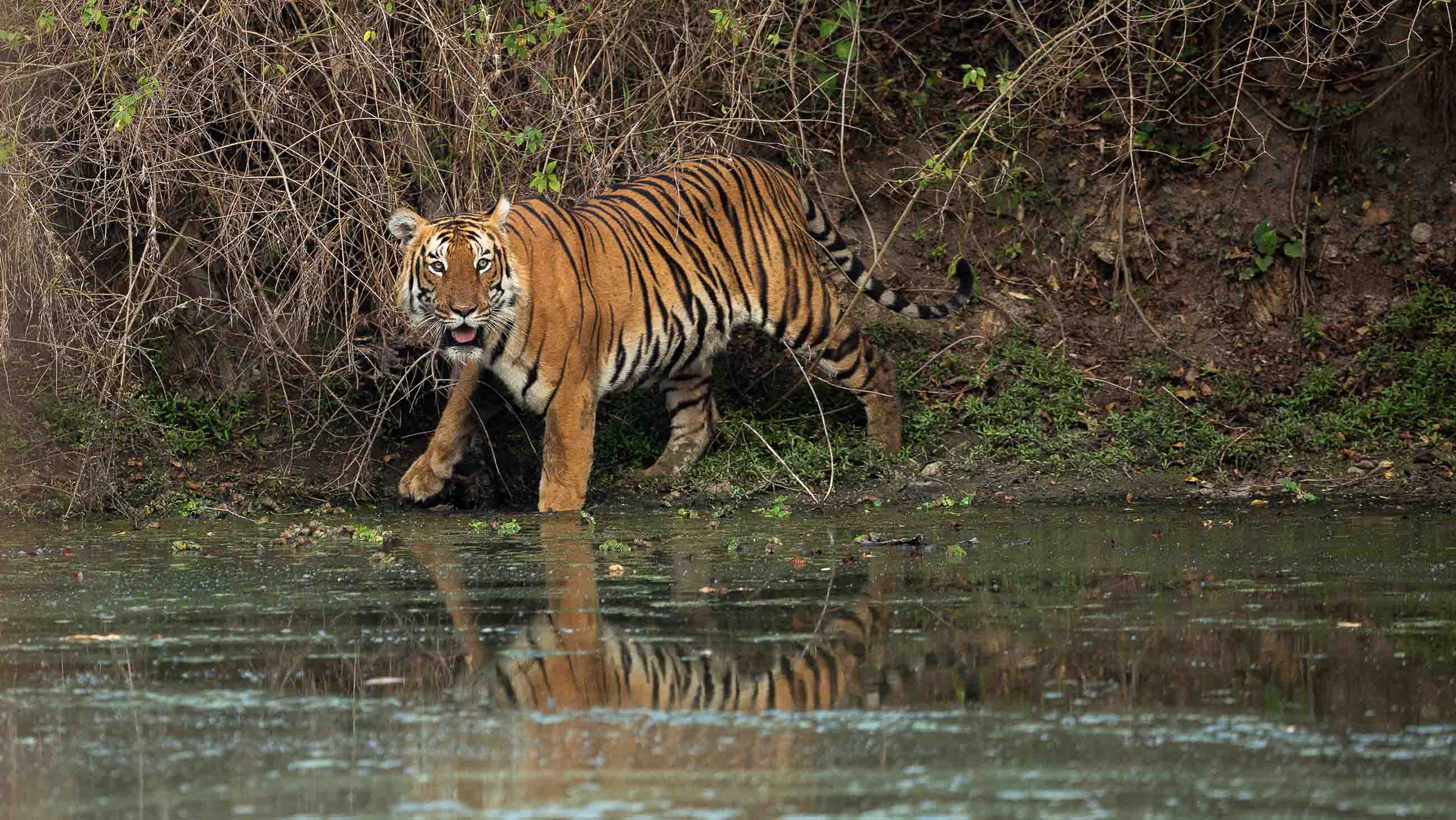 India's 'Man-Eating' Tigers Entangled in a Blame Game