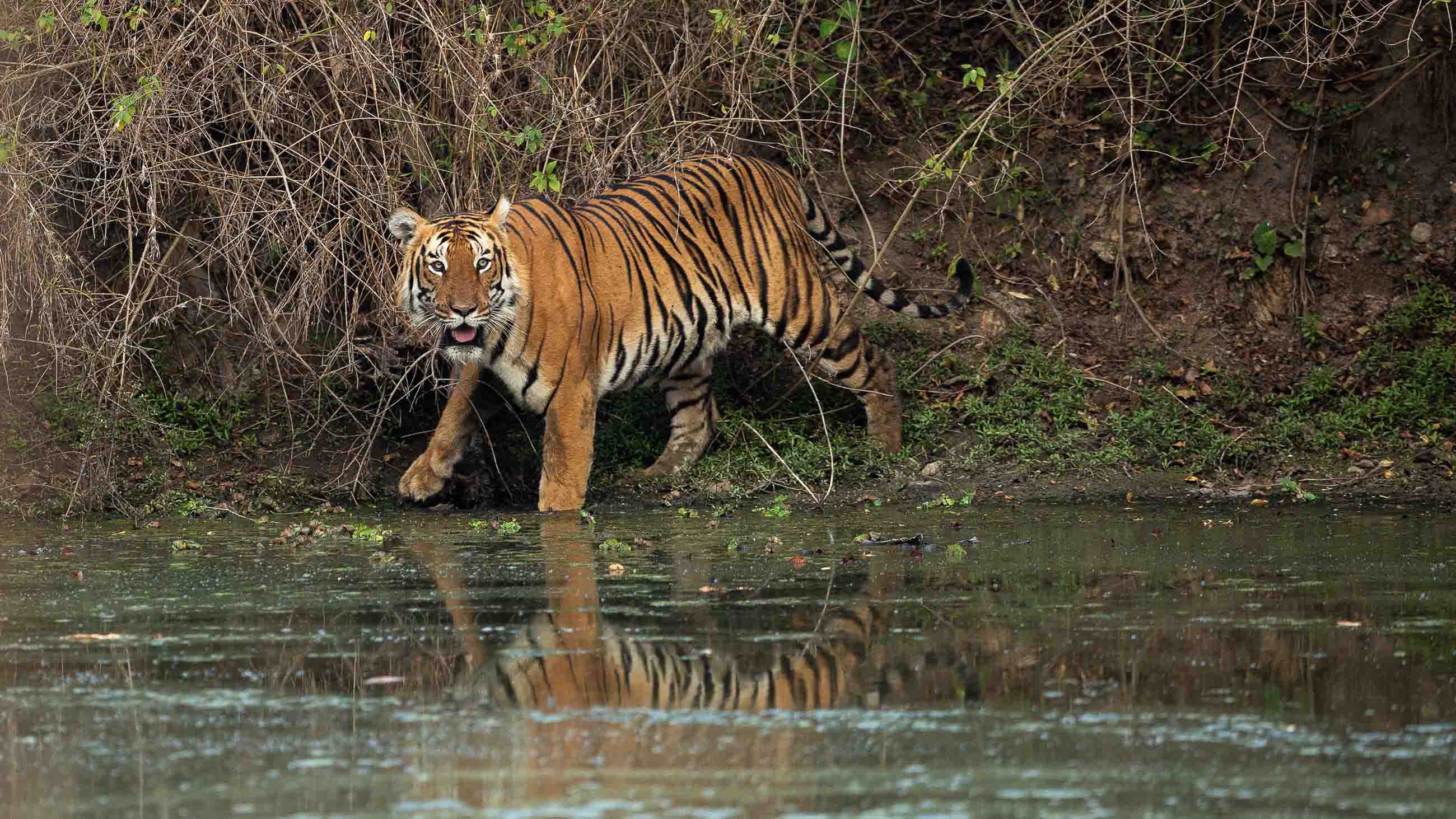 A tiger in Bandipur, Karnataka, India.